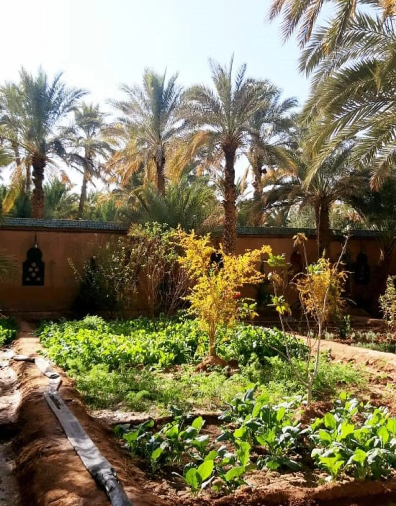 Garden in Riad Dar Sofian