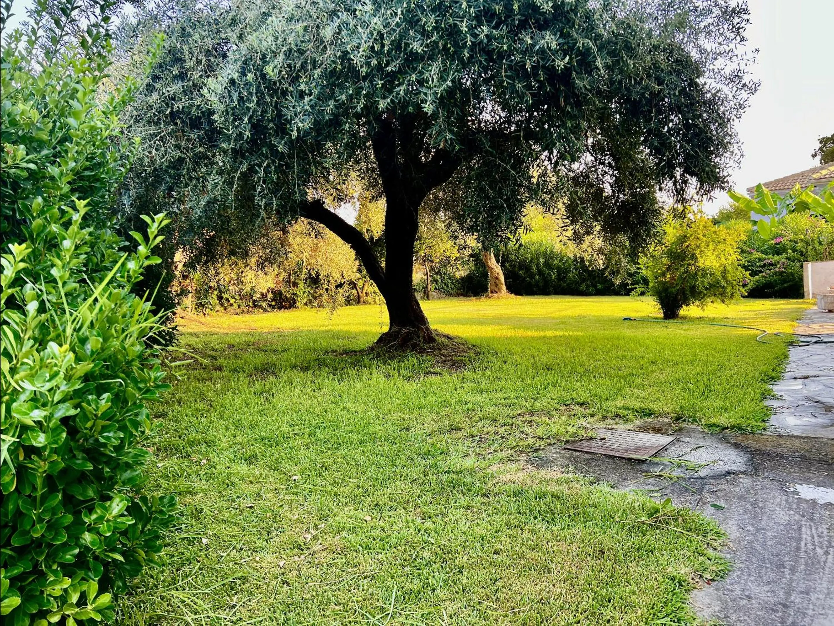 Garden in IONIAN SUITES by Bruskos