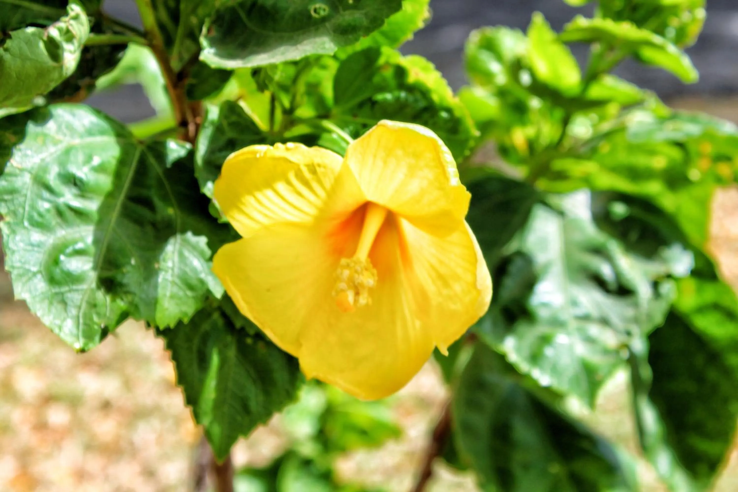 Suite Rivas 126 Gran Pacifica Resort