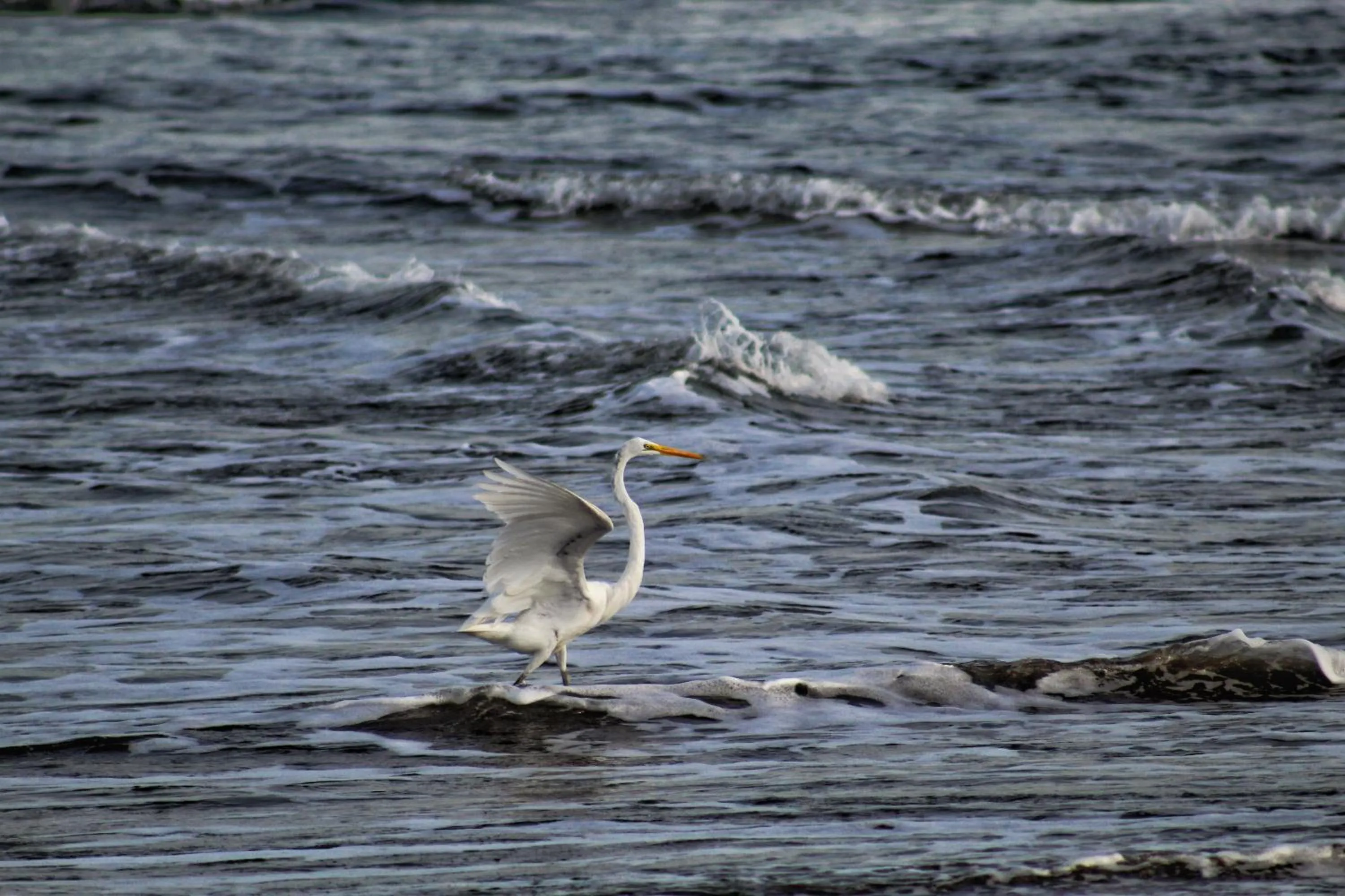 Suite Rivas 126 Gran Pacifica Resort