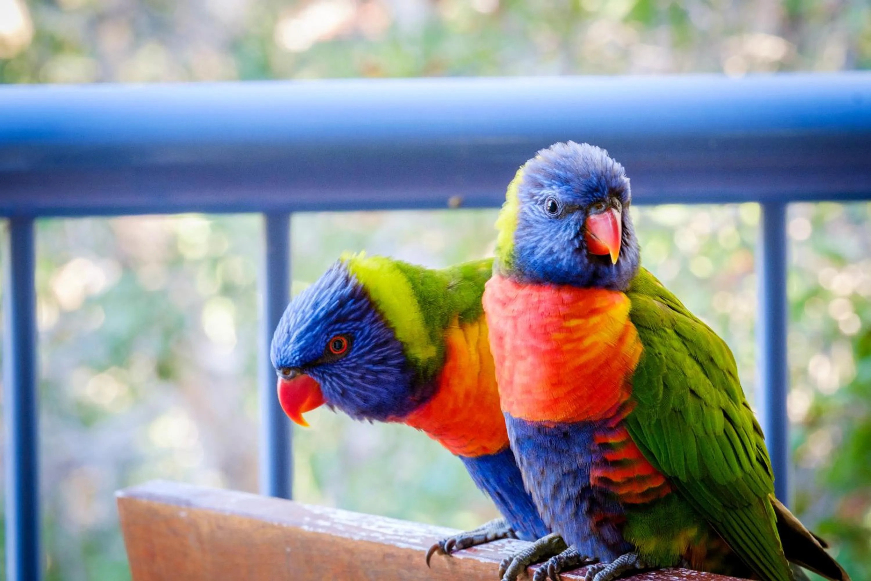 Animals in Sanctuary Lake Apartments