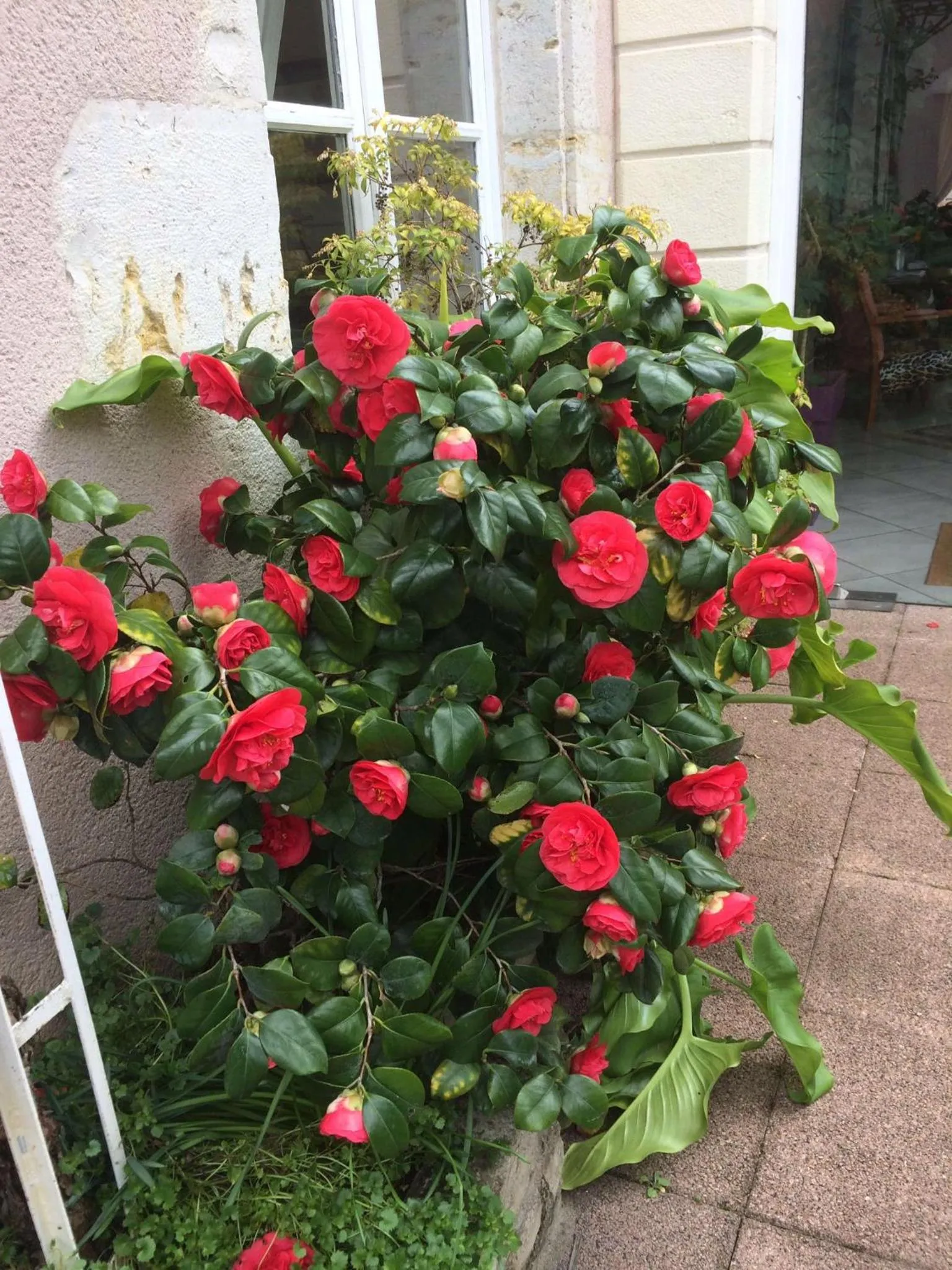 Patio in Blanche de Castille