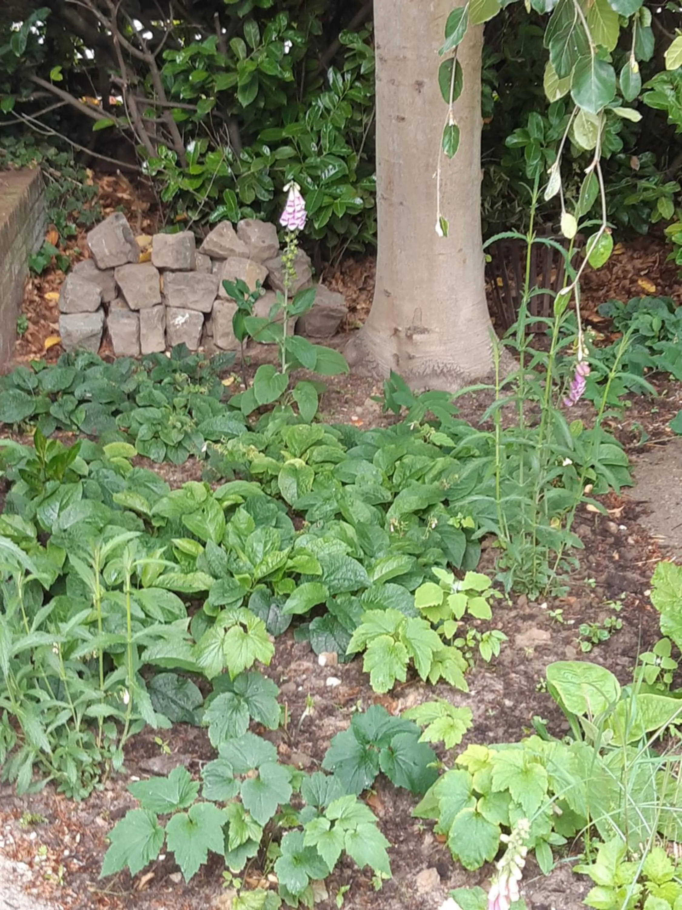 Garden in B&B Perron 22