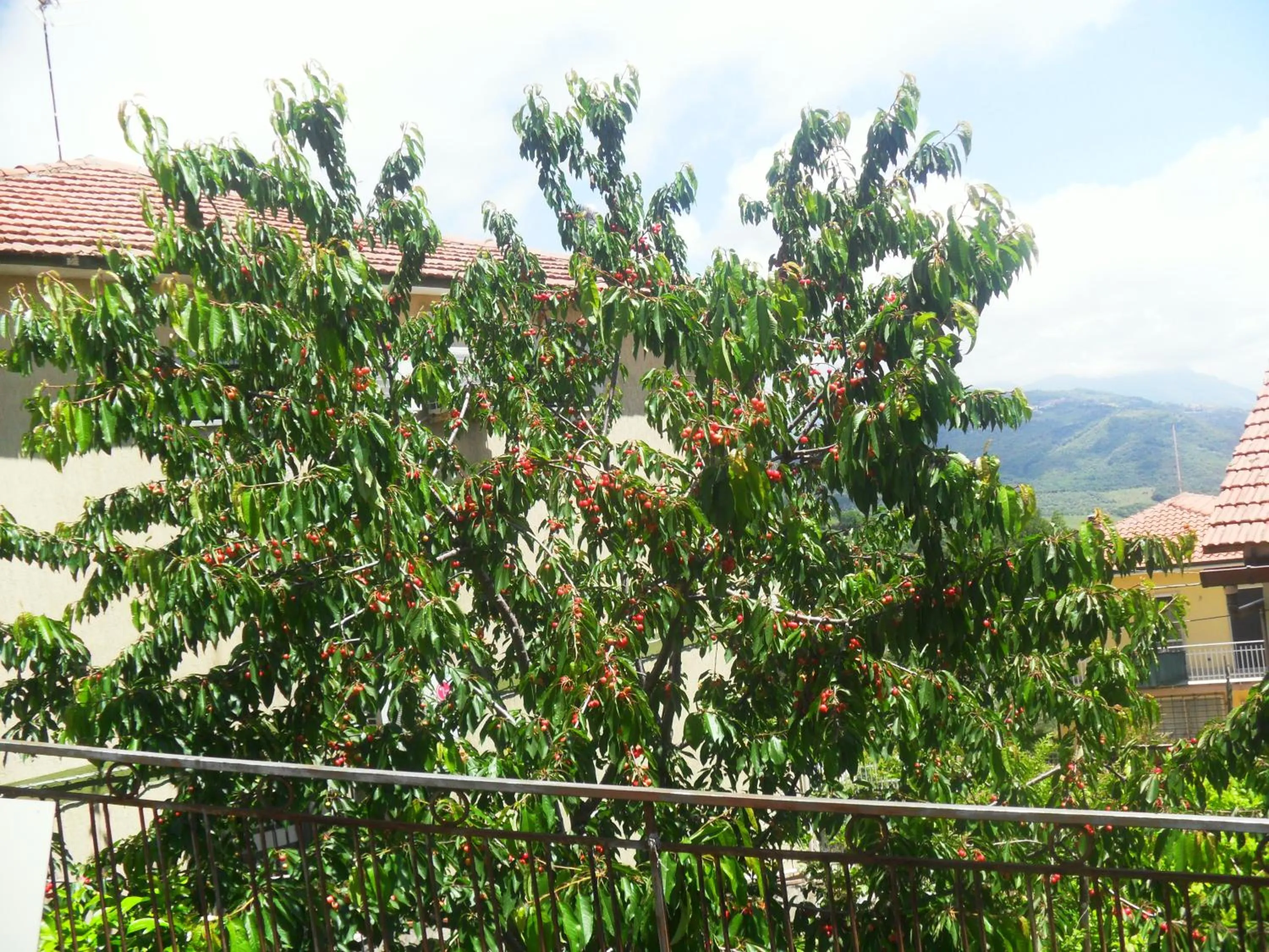 Garden in La Vecchia Taverna B&B