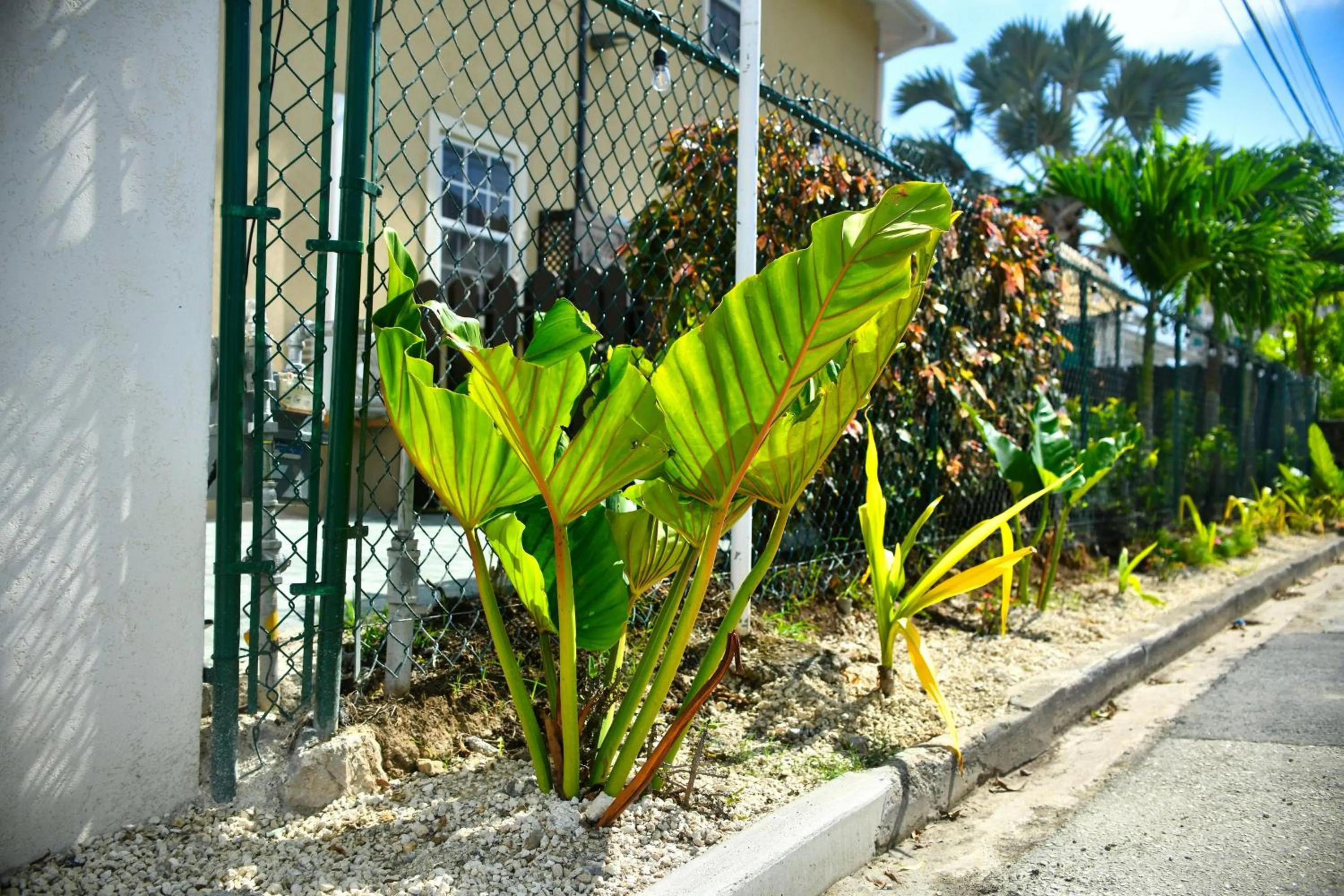 Garden in Melbourne Inn