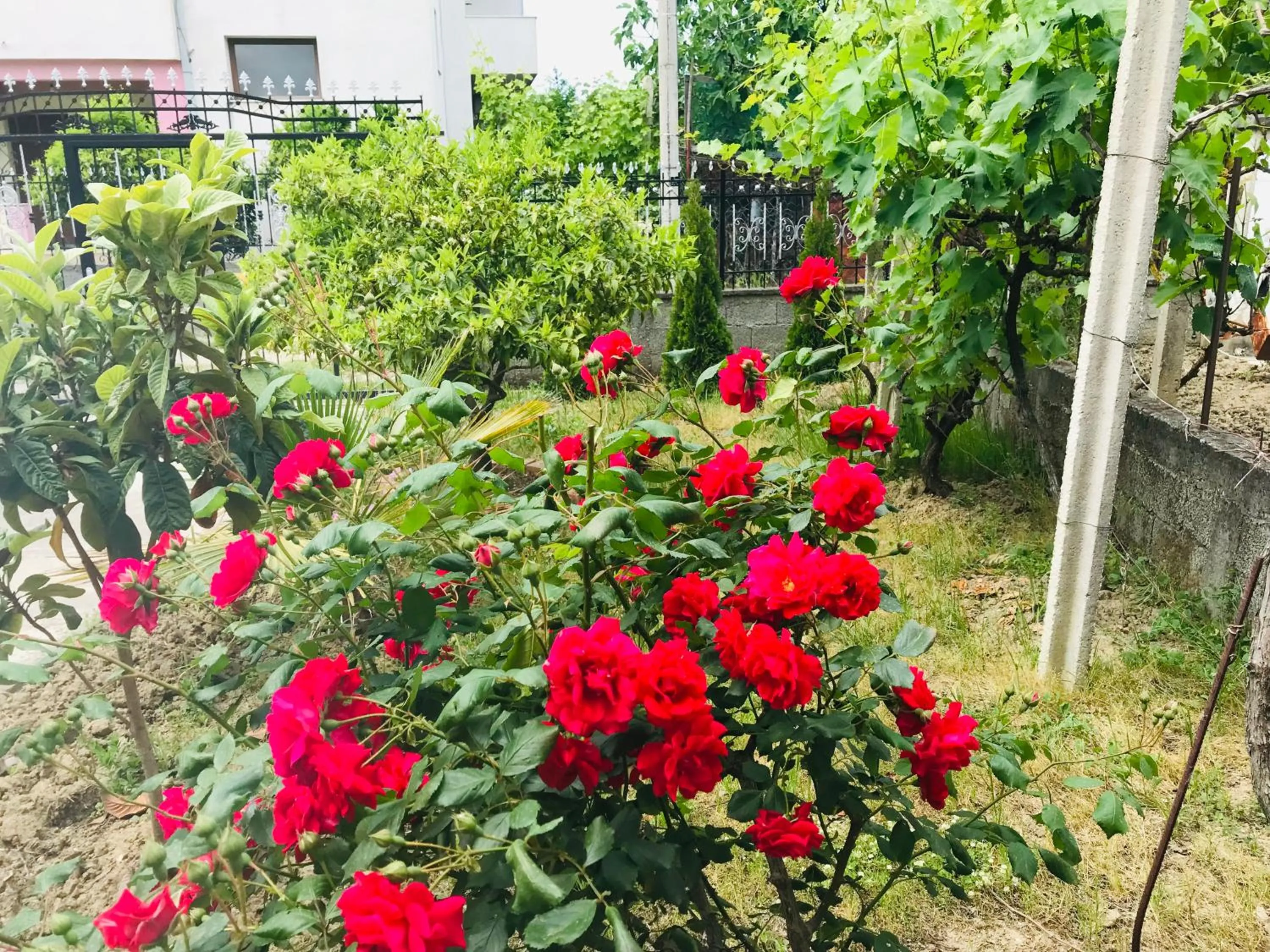 Garden in Villa Ajla