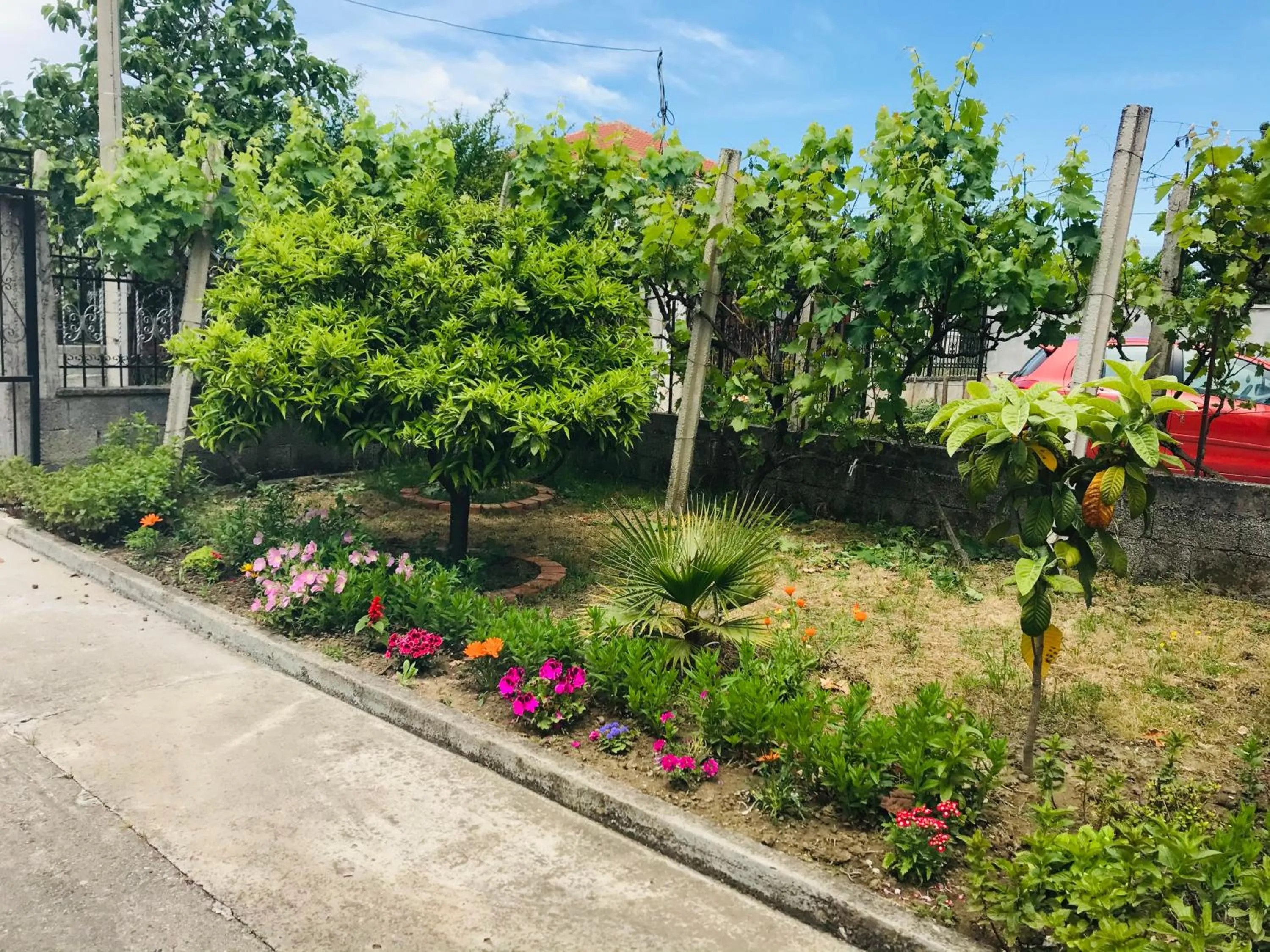 Garden in Villa Ajla