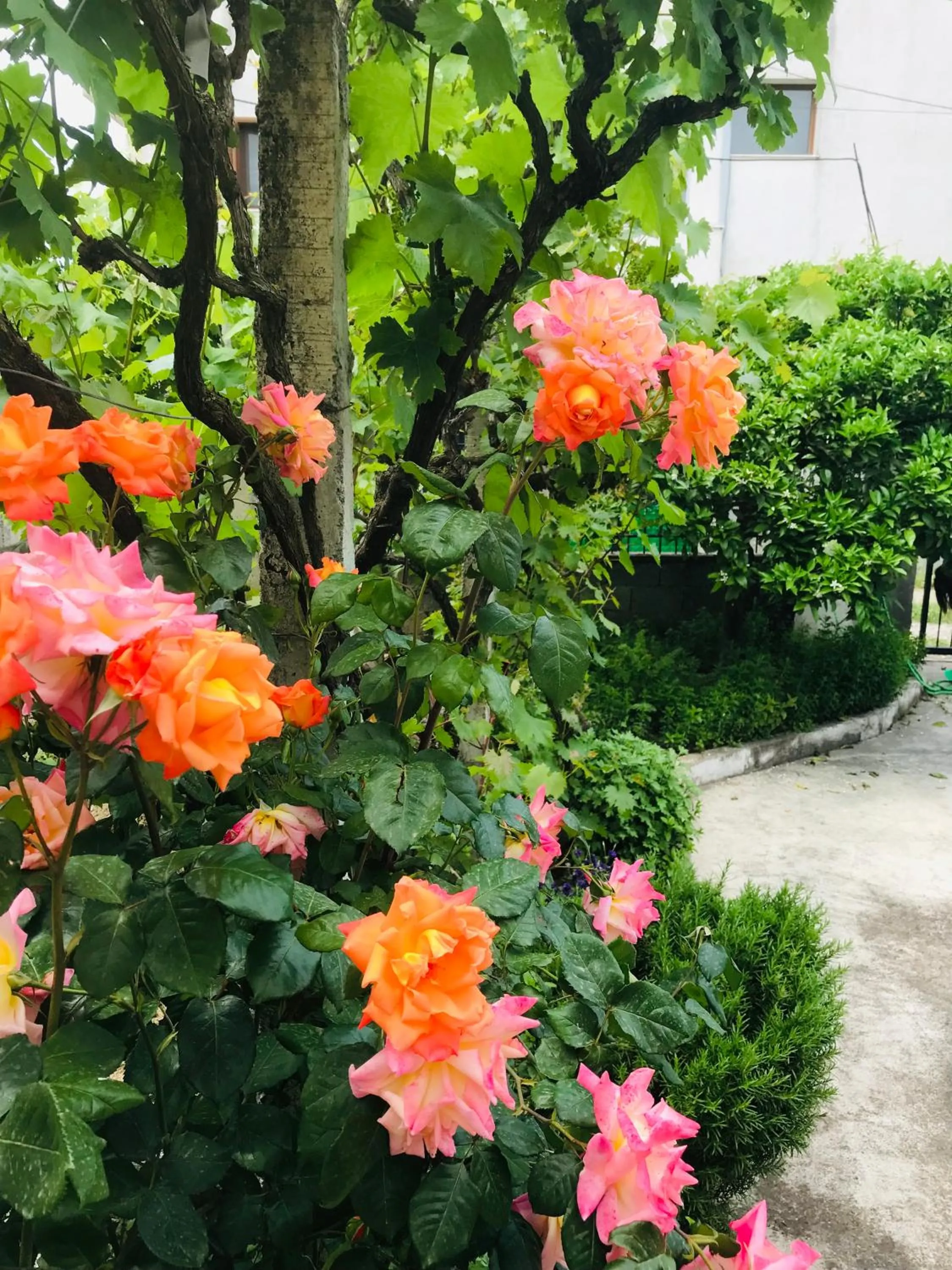 Garden in Villa Ajla