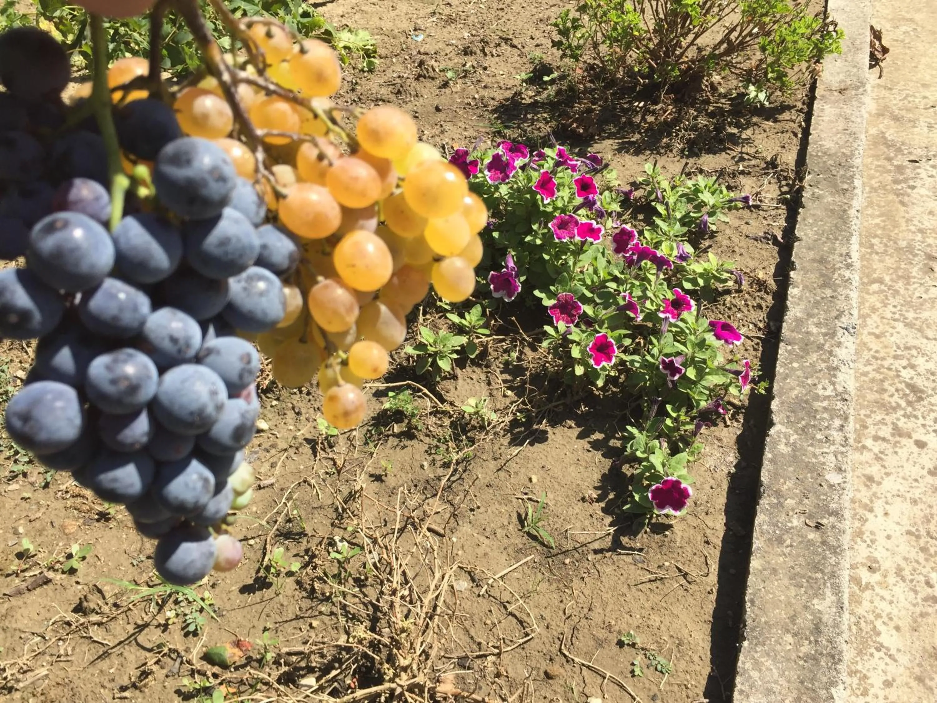 Garden in Villa Ajla