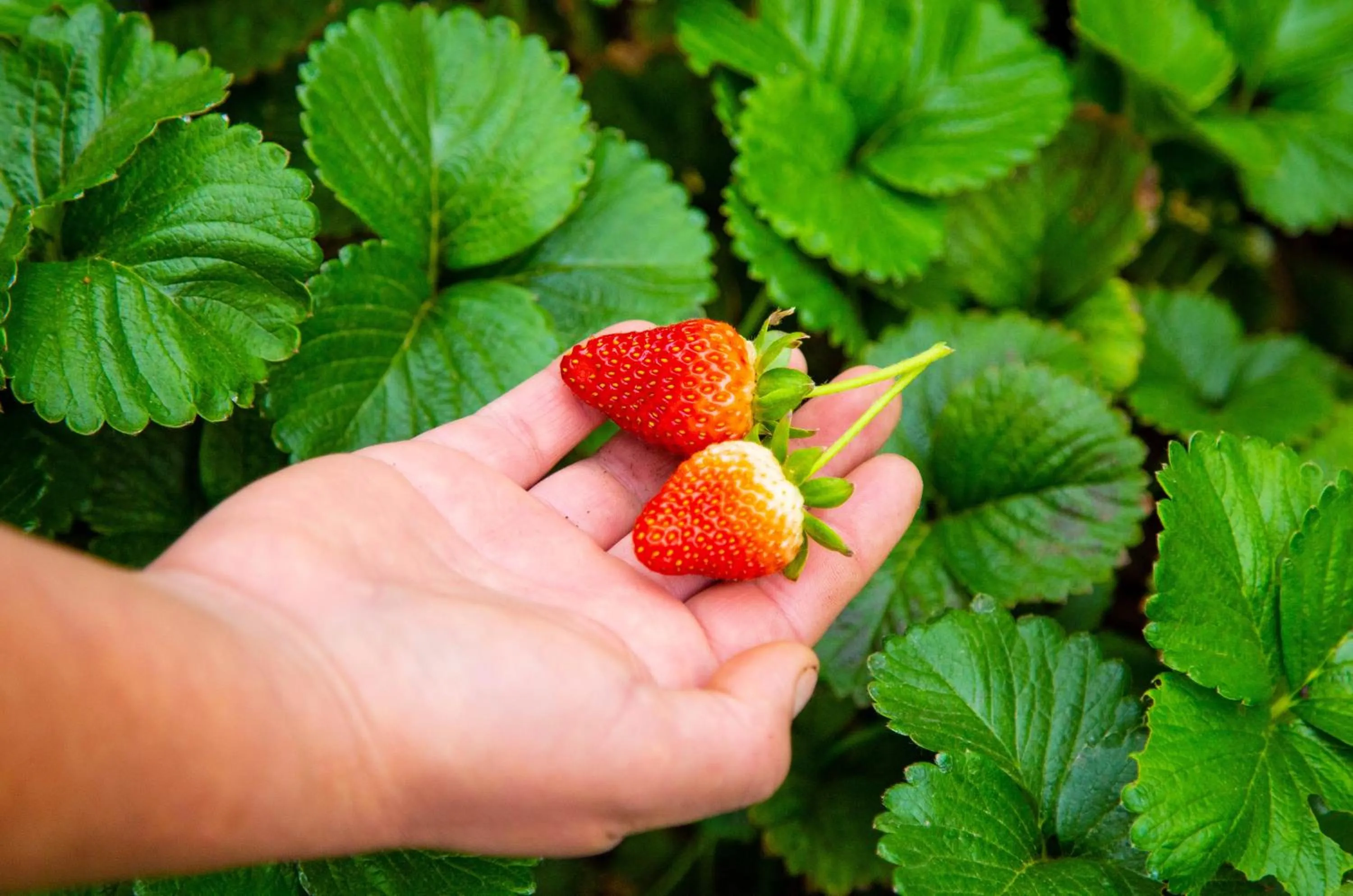 Garden in Palmetto Hotel Business San Borja