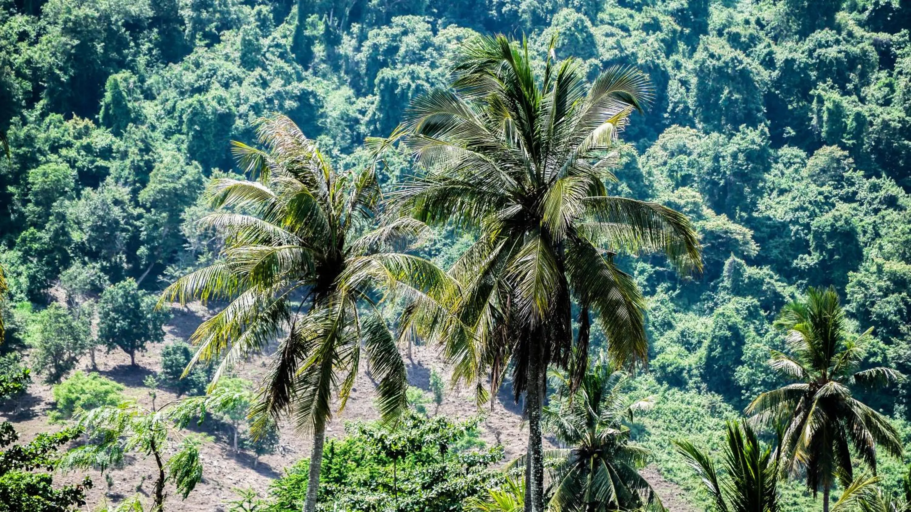 Mountain view in Mango Lodge