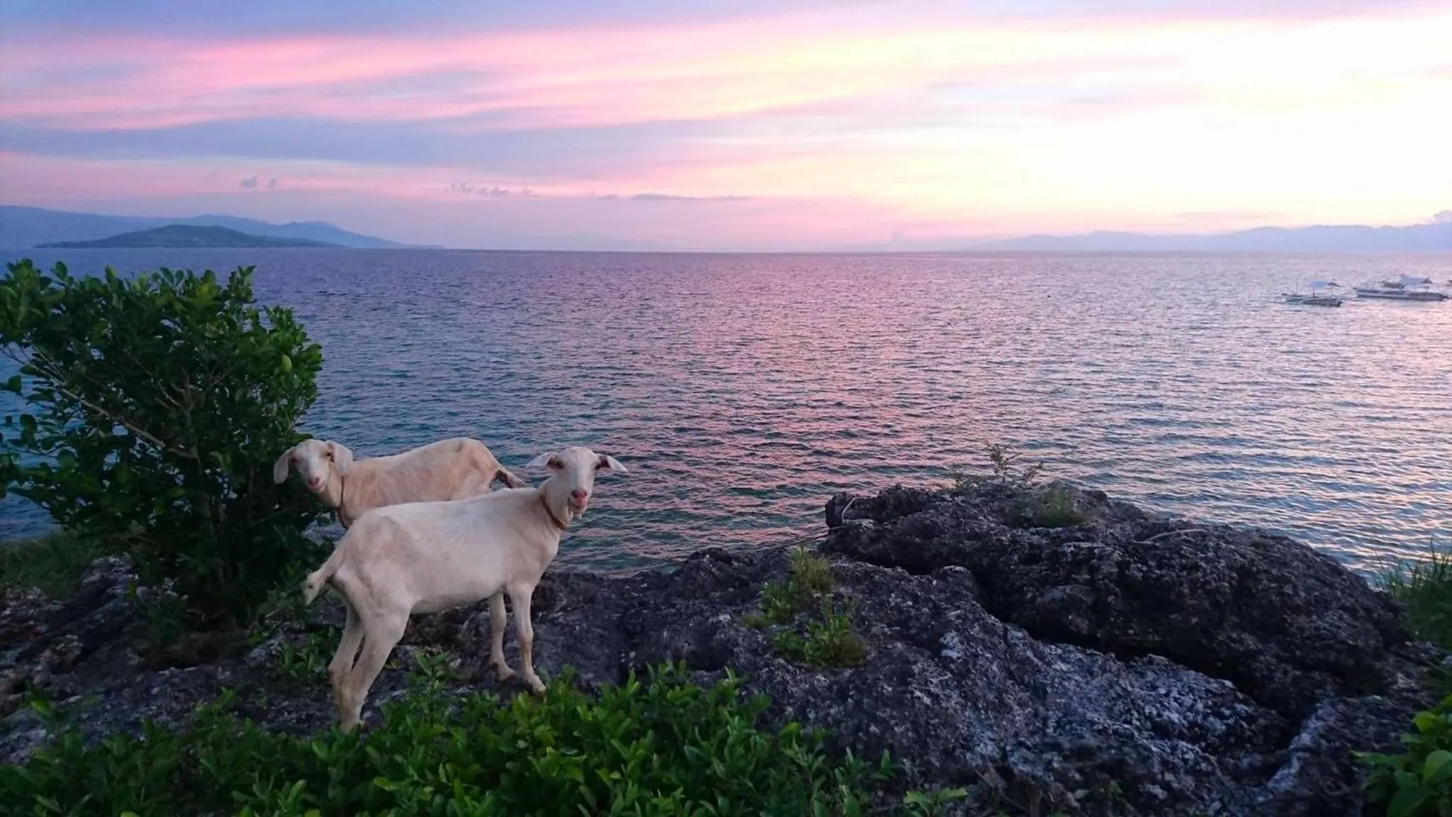 Animals in Casa de Moalboal