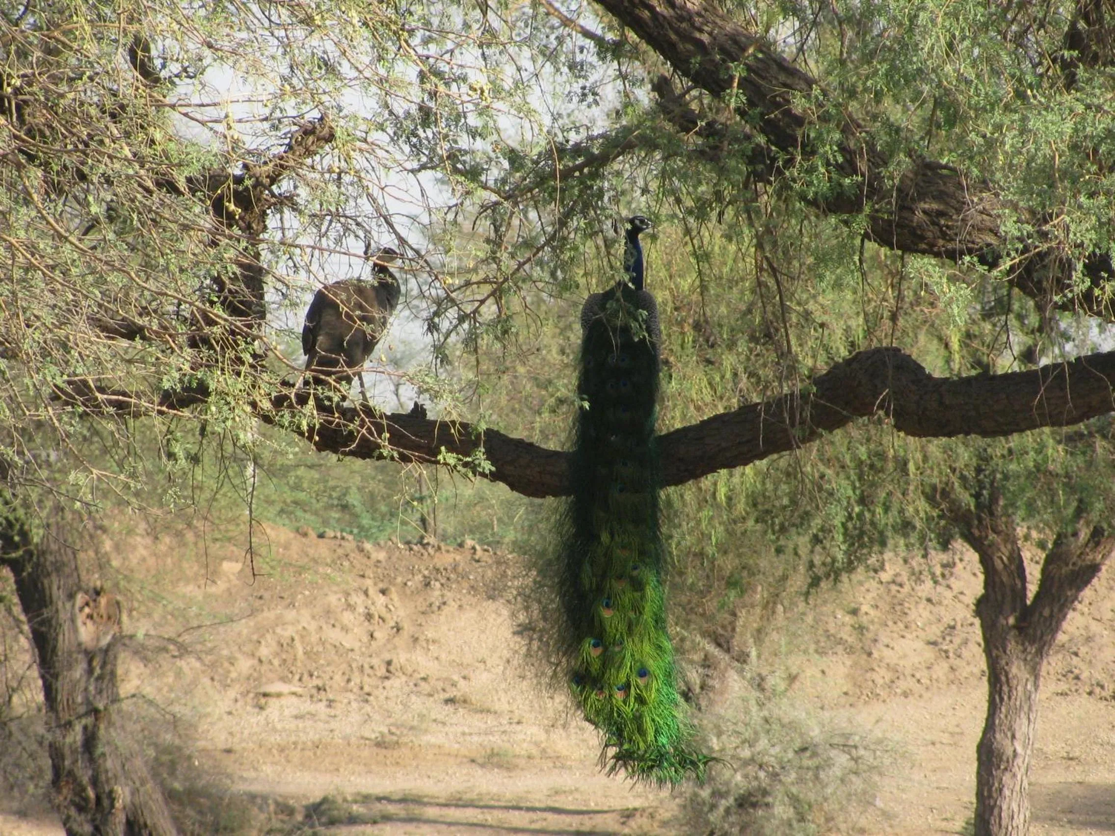 Pets in Chhotaram Prajapat Home Stay