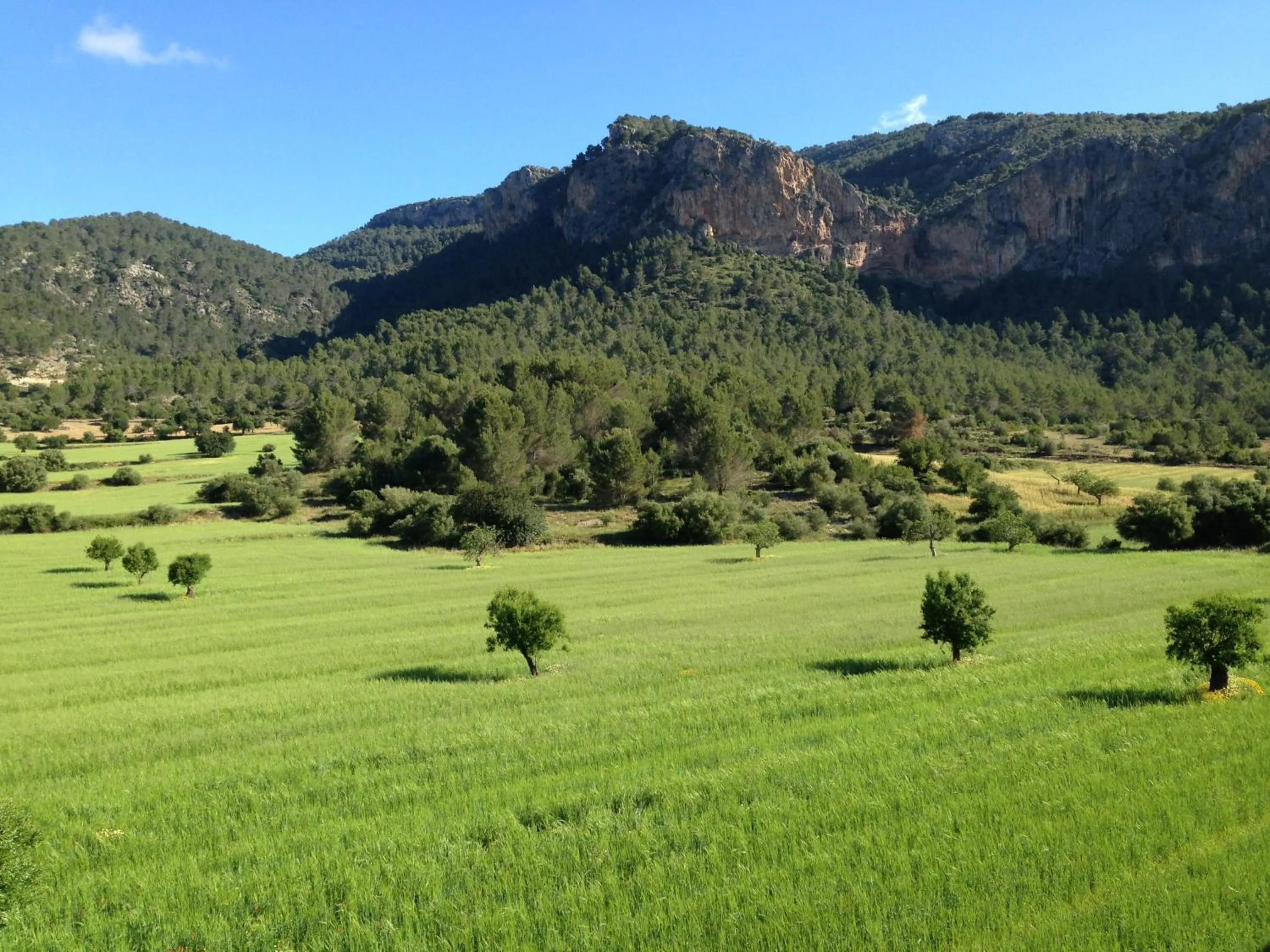 View (from property/room) in Finca Son Pont