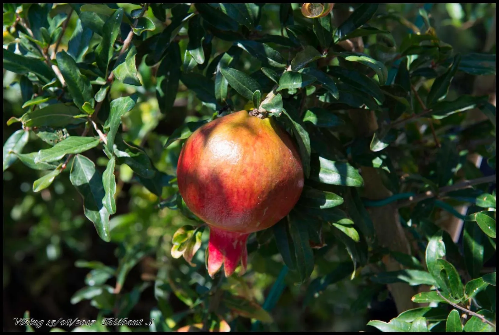 Garden in Hotel Viking