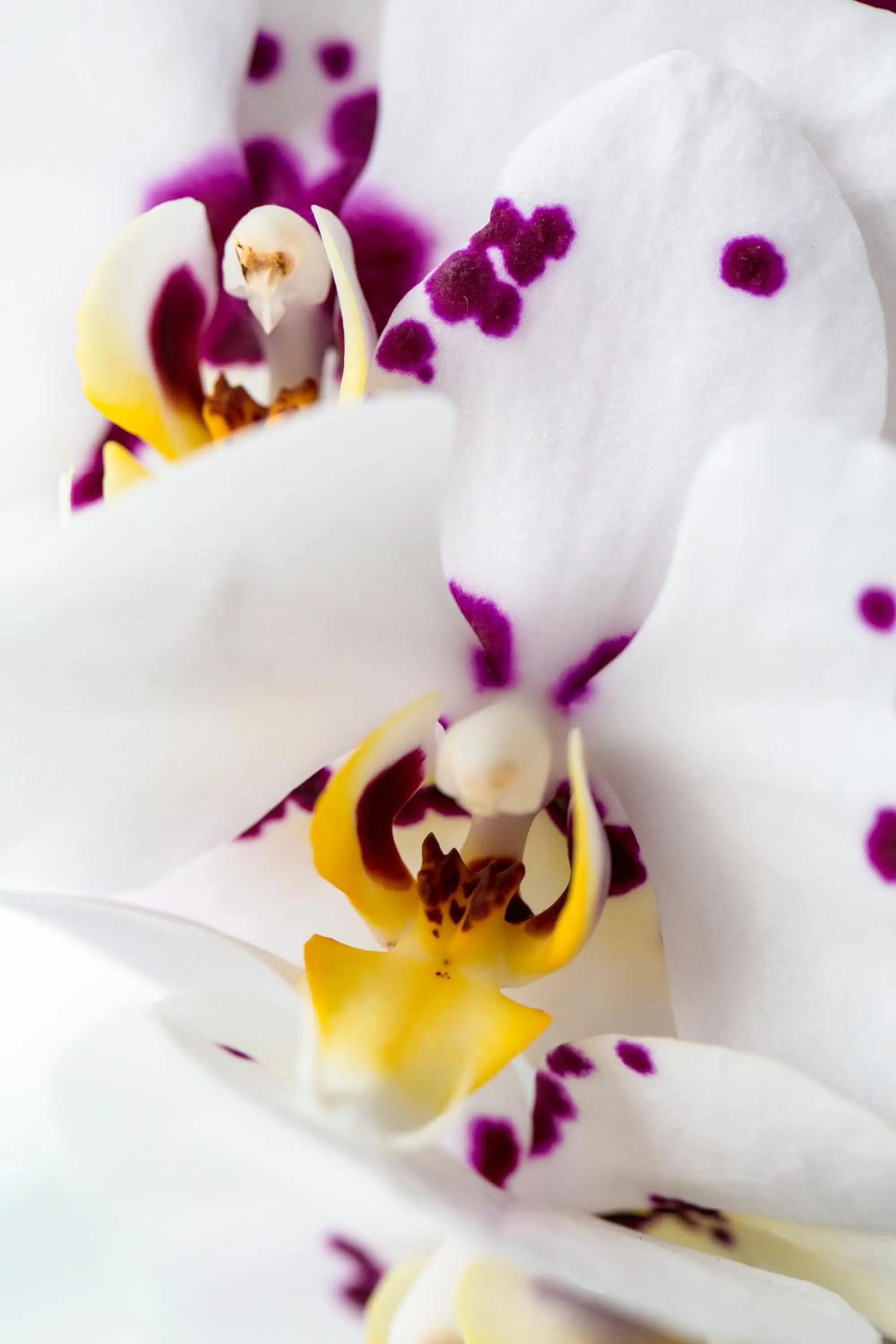 Other in The Anvil Inn