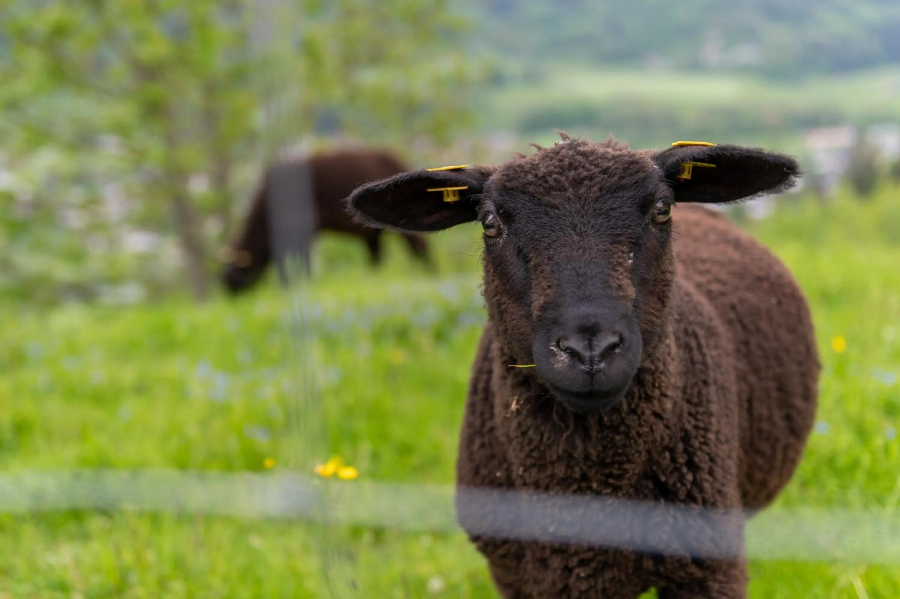 Pets in Panoramahotel Stocker