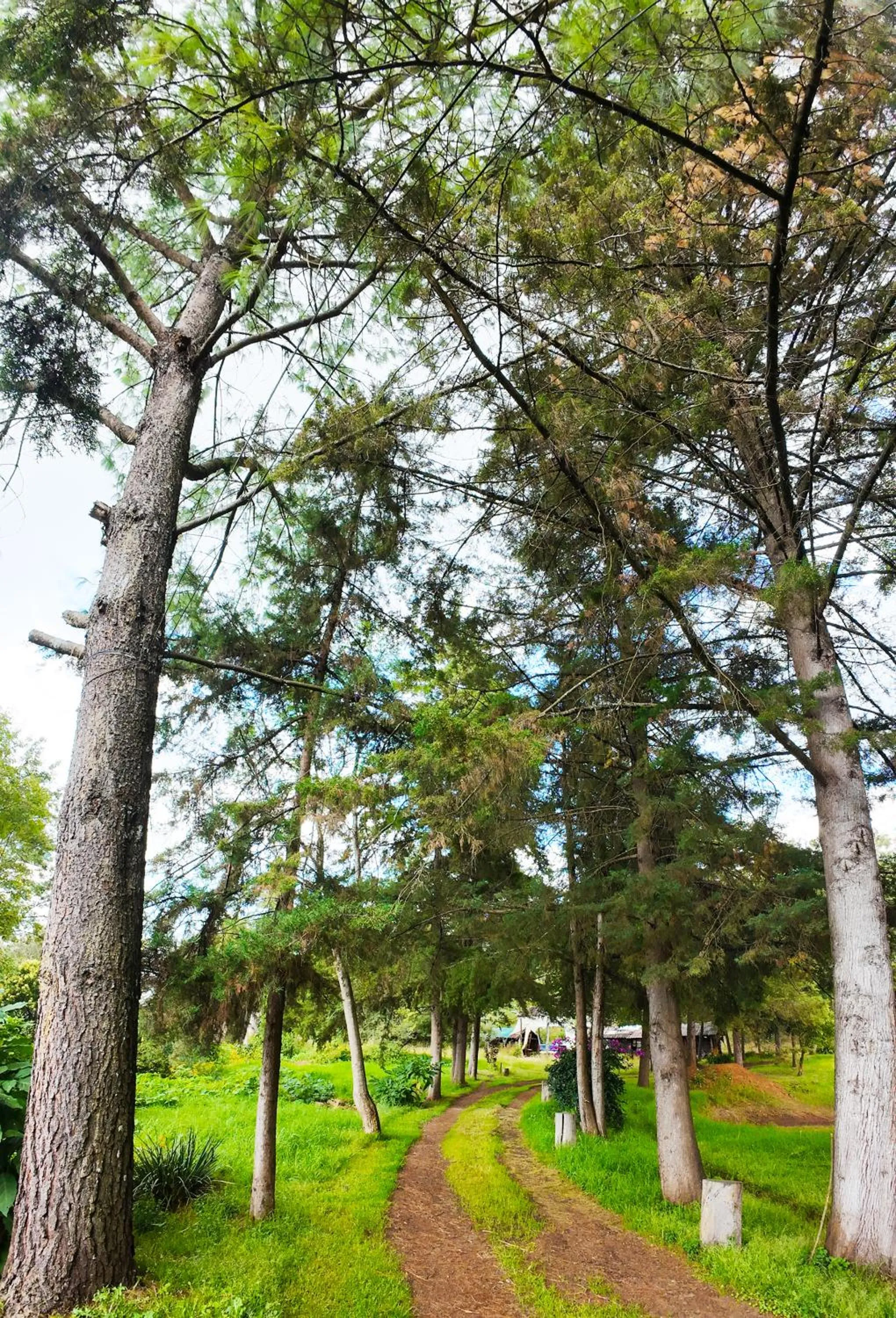 Garden in Villa Patzcuaro Garden Hotel