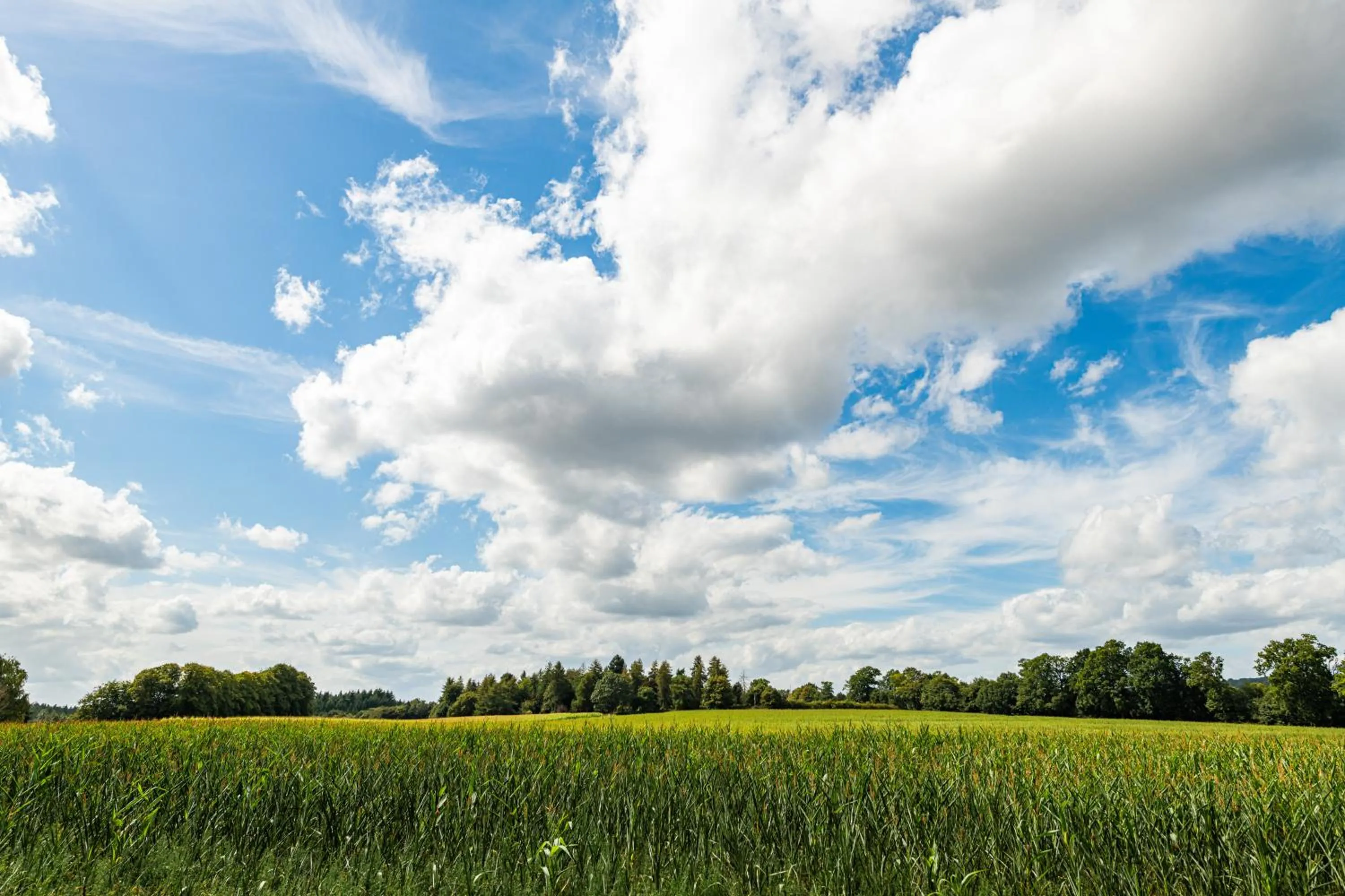 Natural landscape in Wotton House