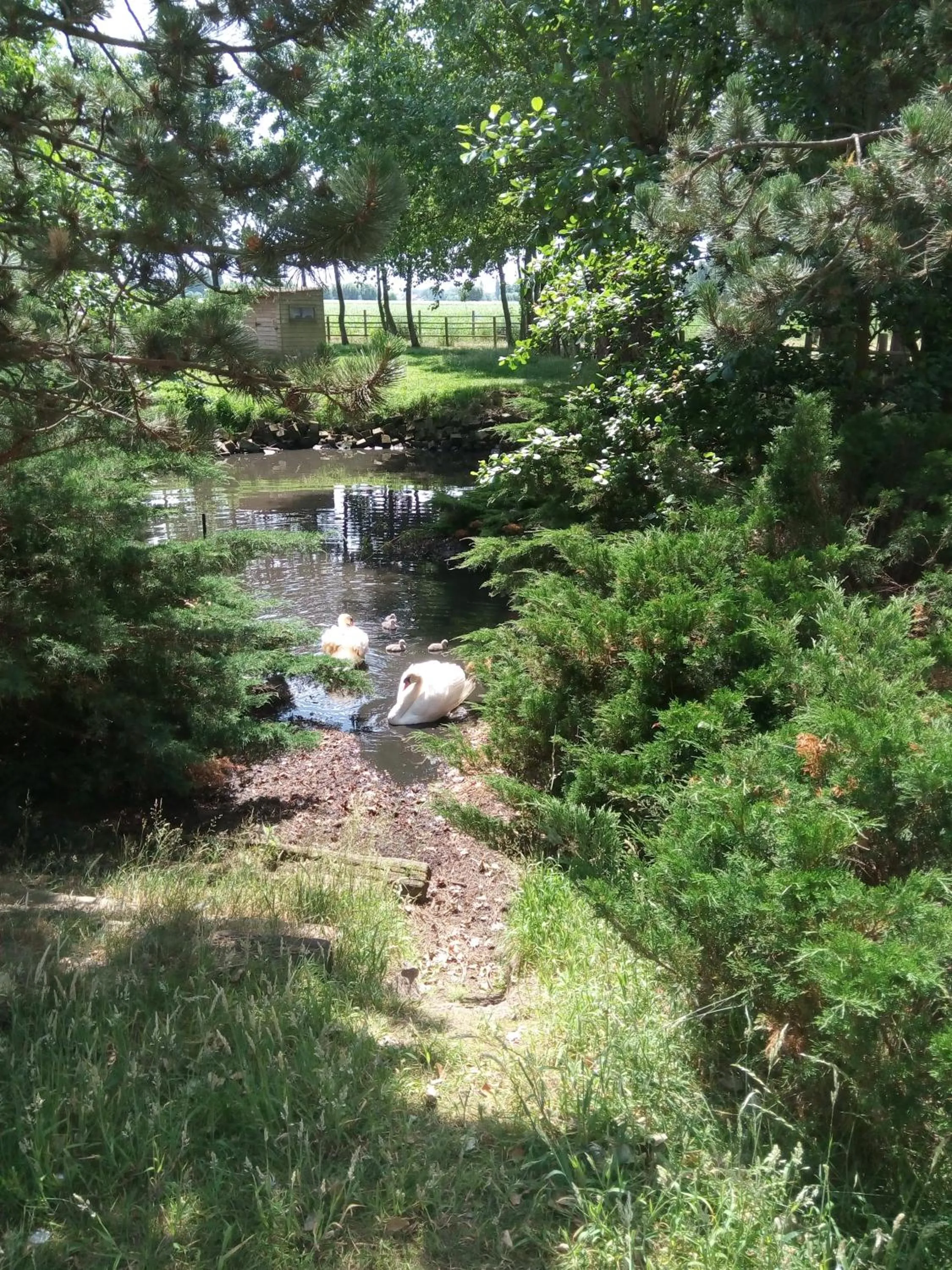 Animals in B&B Ter Castaigne