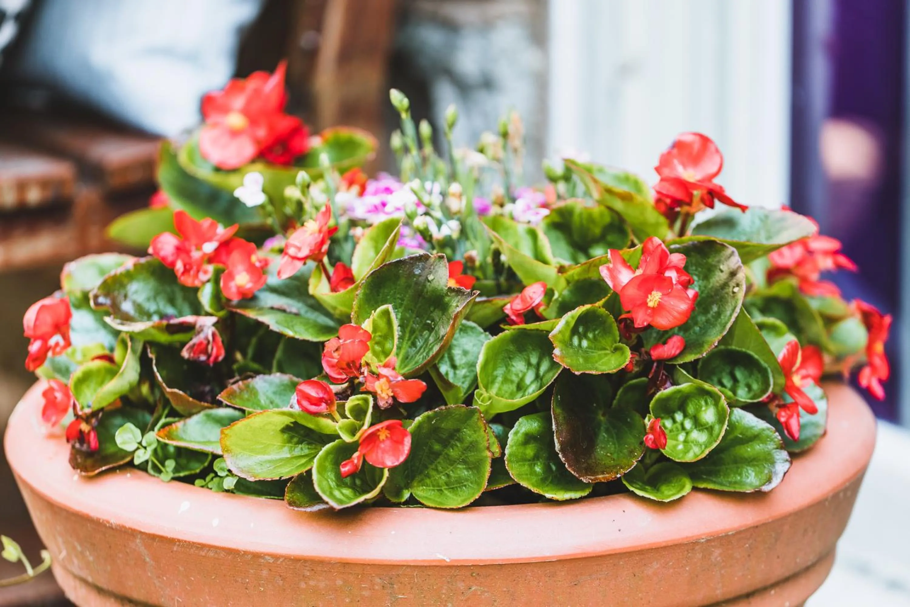 Garden in Alston House Hotel