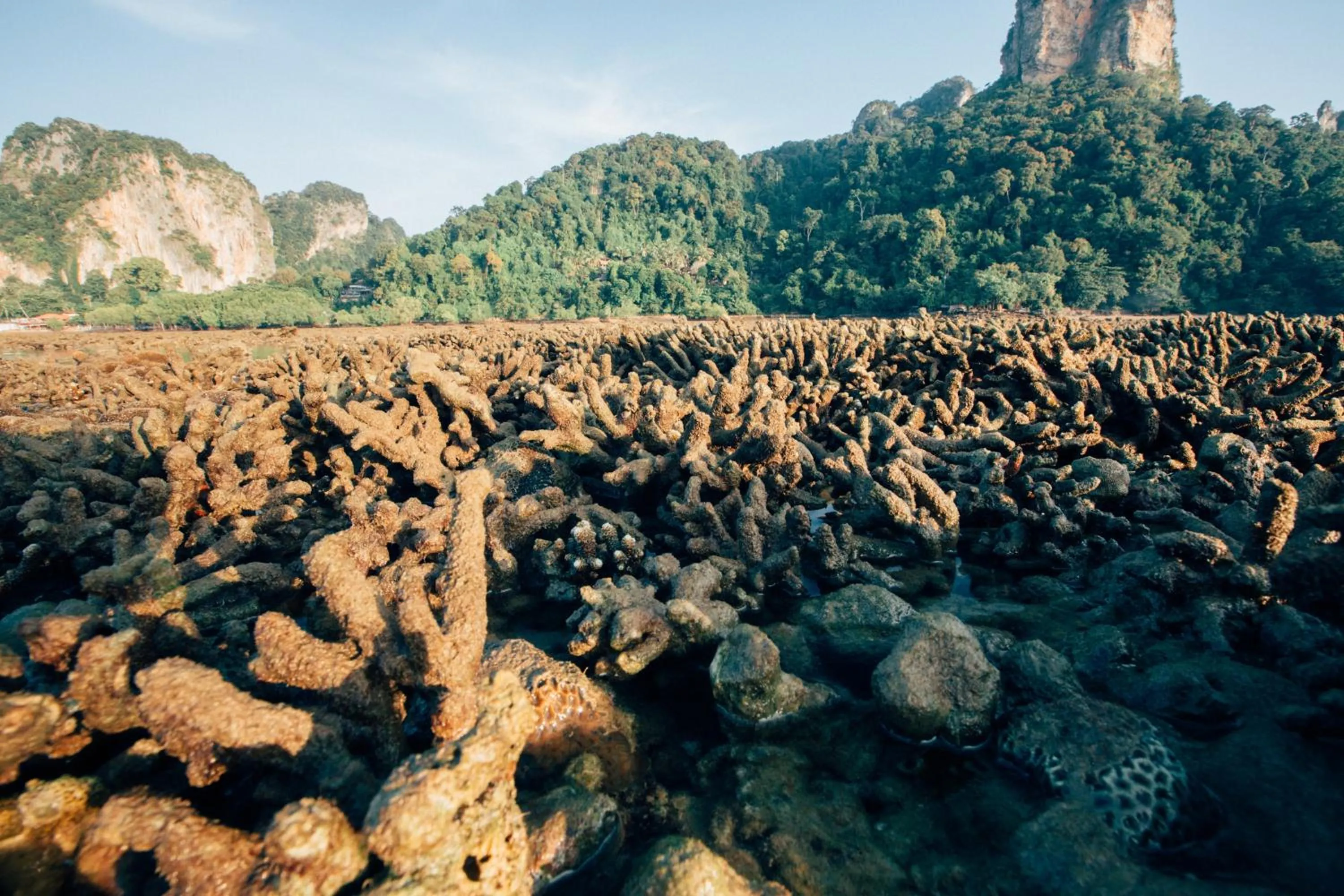 Natural landscape in Railay Garden View Resort