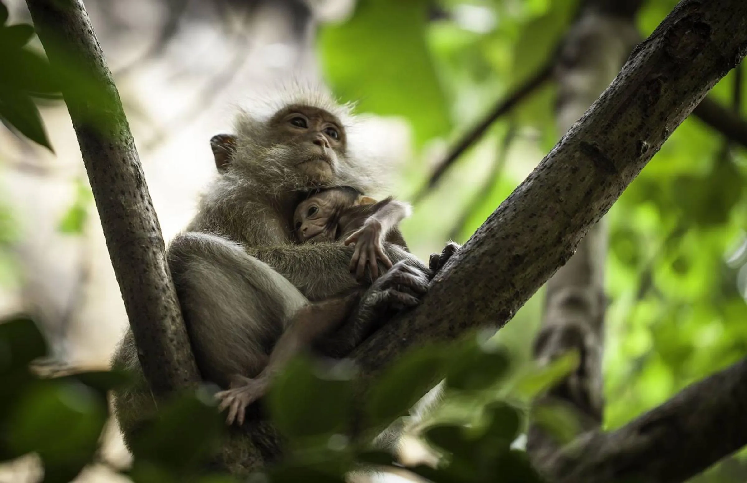Animals in Railay Garden View Resort
