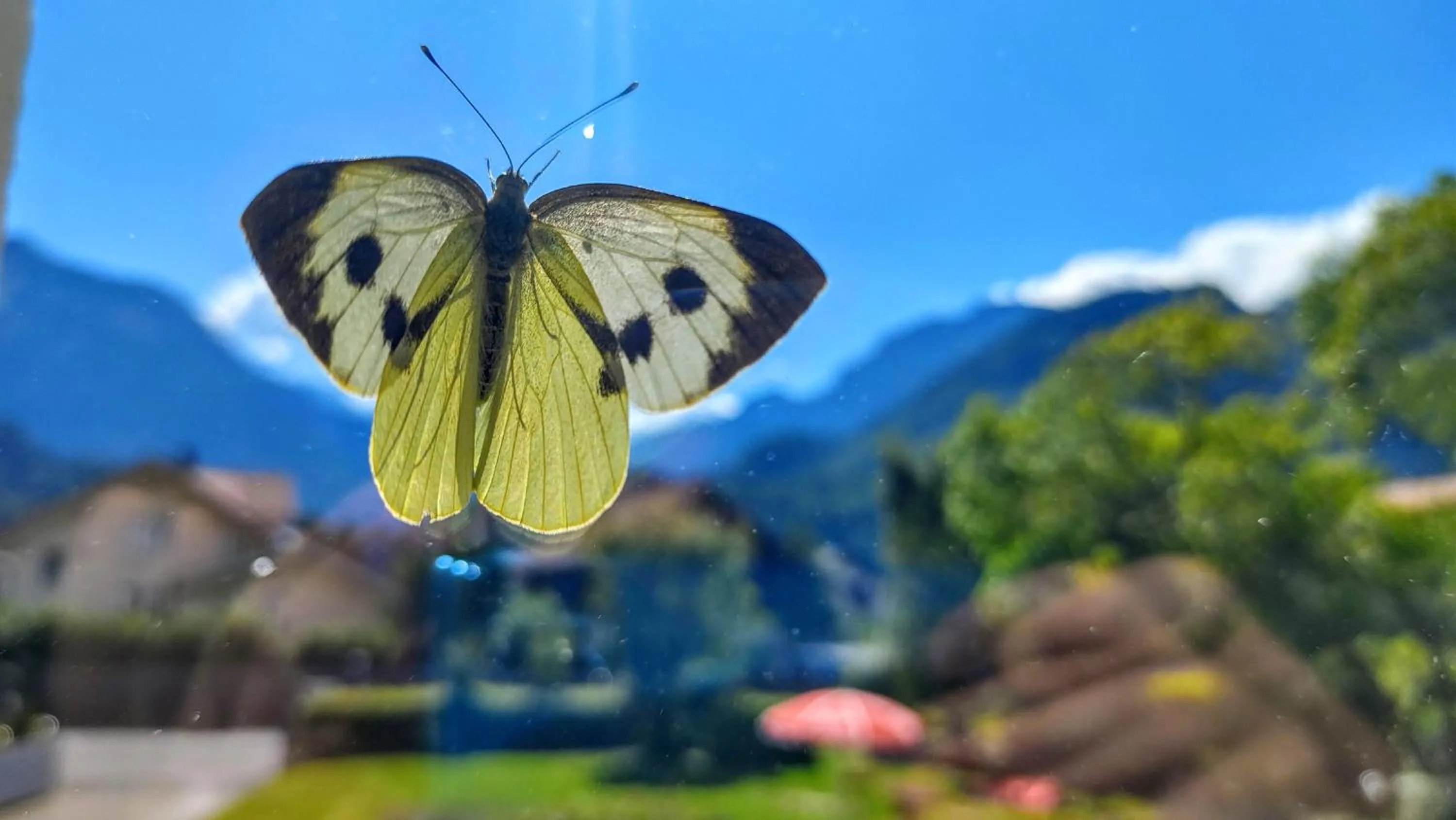 Mountain view in Adventure Hostel Interlaken
