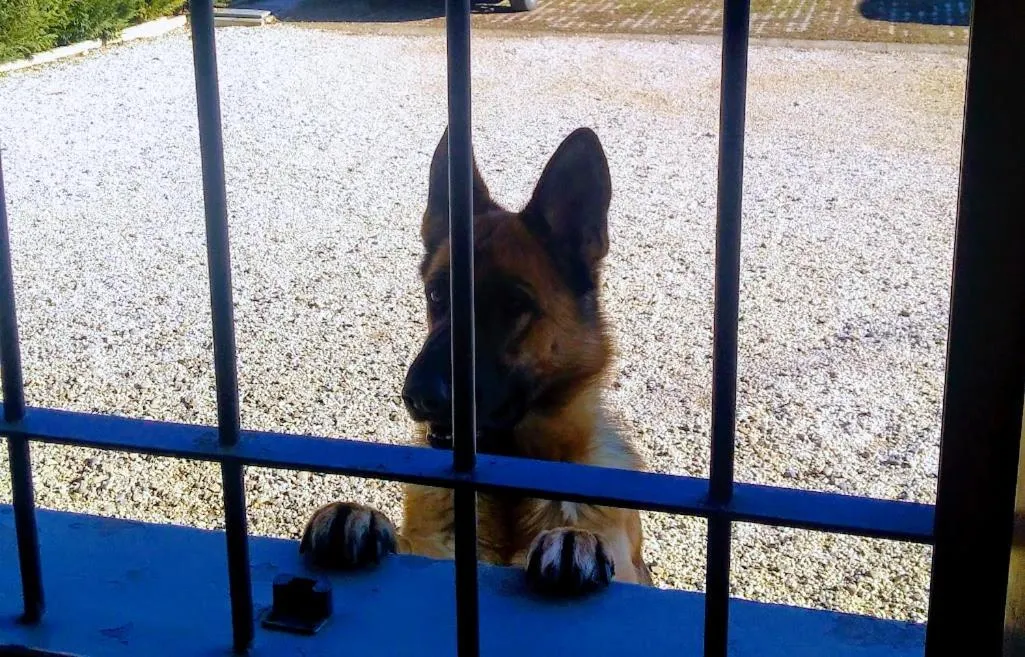 Pets in La Fossetta B&B