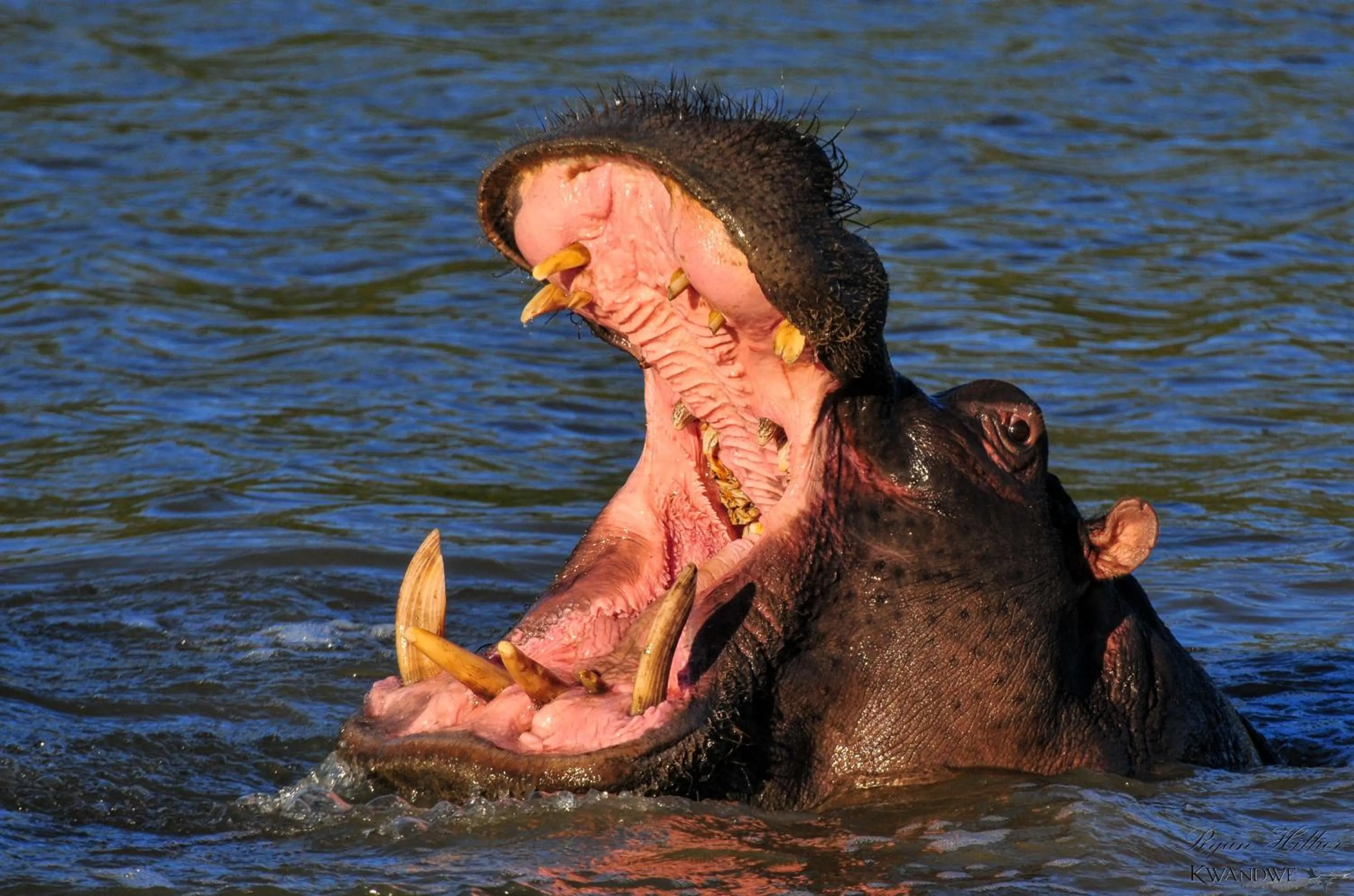Natural landscape in Kwandwe Private Game Reserve - Great Fish River Lodge