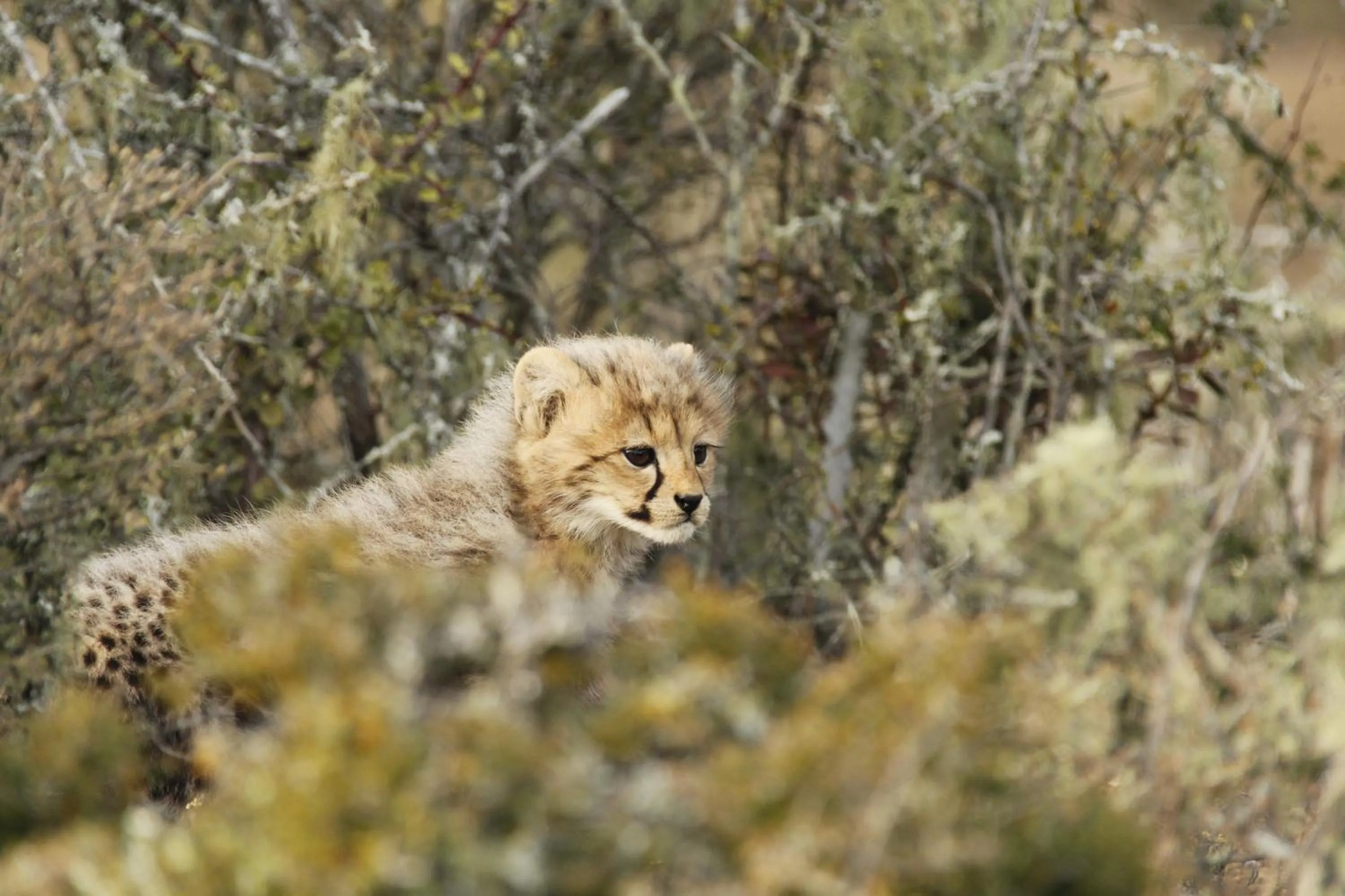 Natural landscape in Kwandwe Private Game Reserve - Great Fish River Lodge