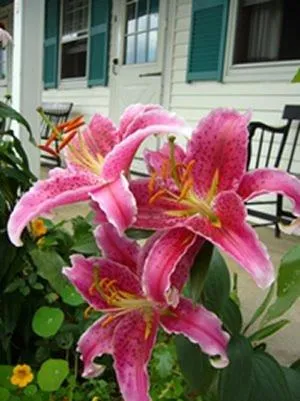 Other in White Trellis Motel