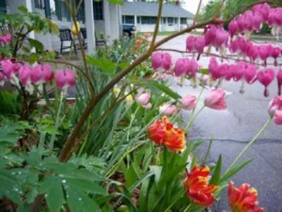 Spring in White Trellis Motel