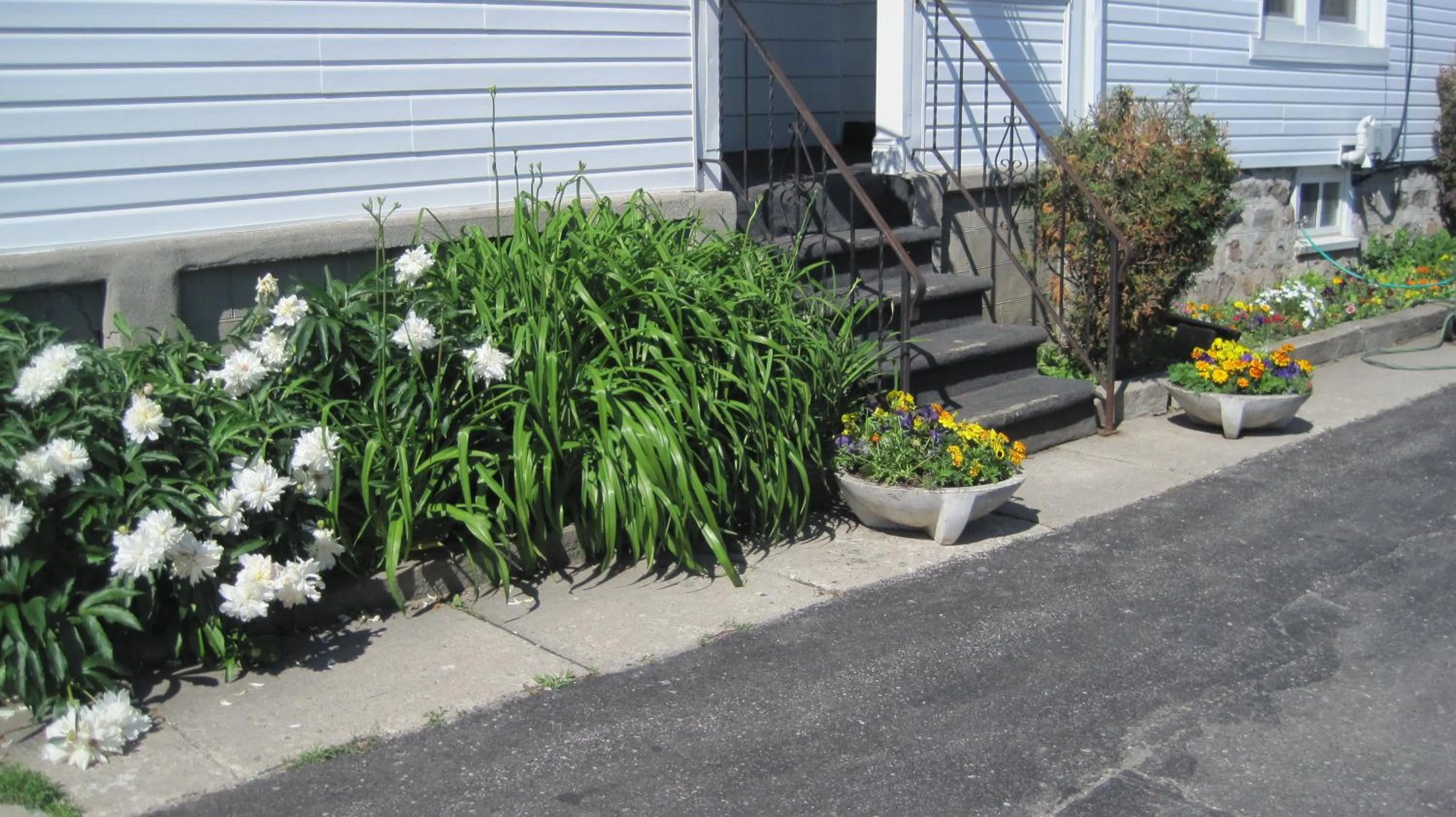 Garden in Rosecourt Motel