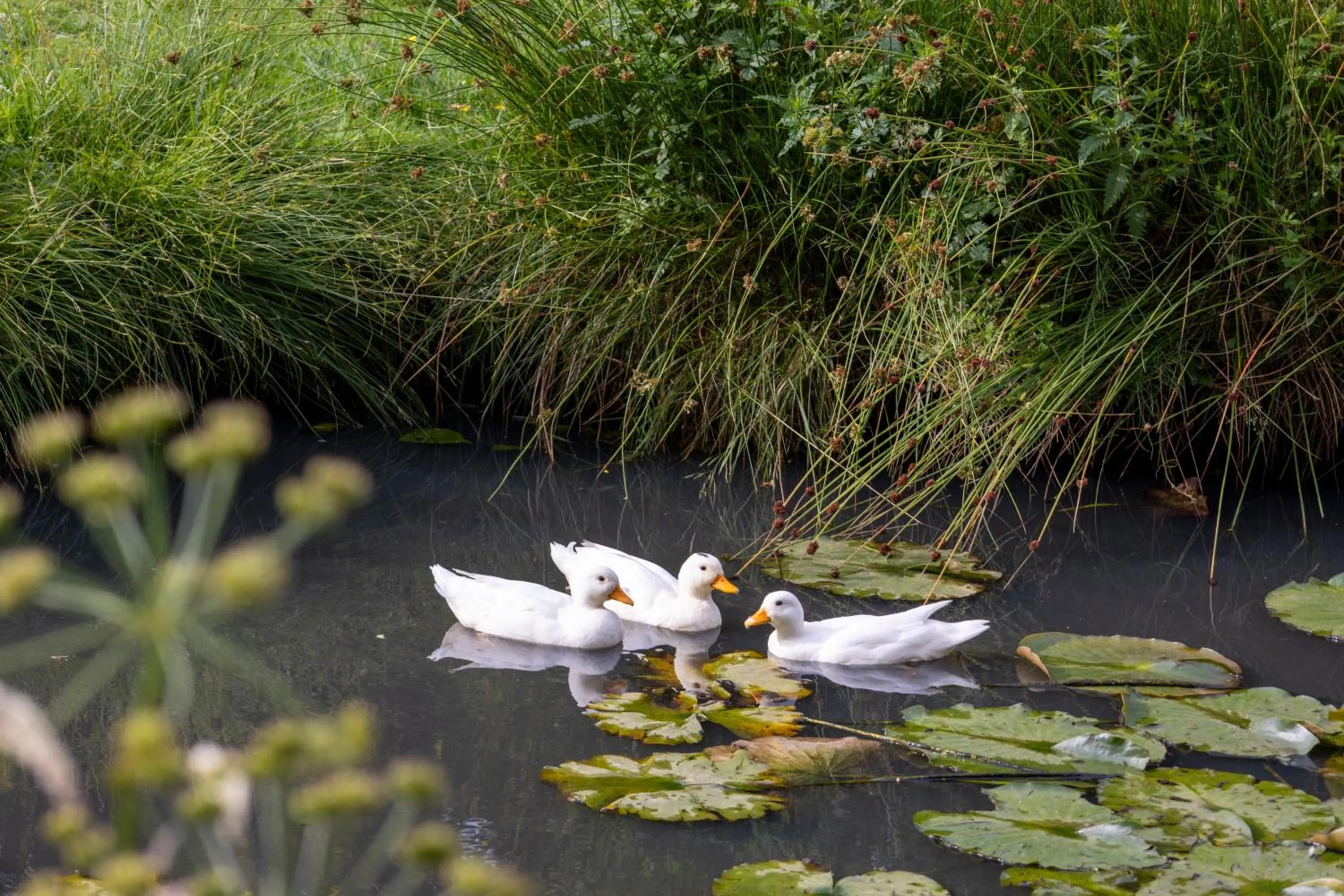 Garden in Warbrook House Heritage Hotel