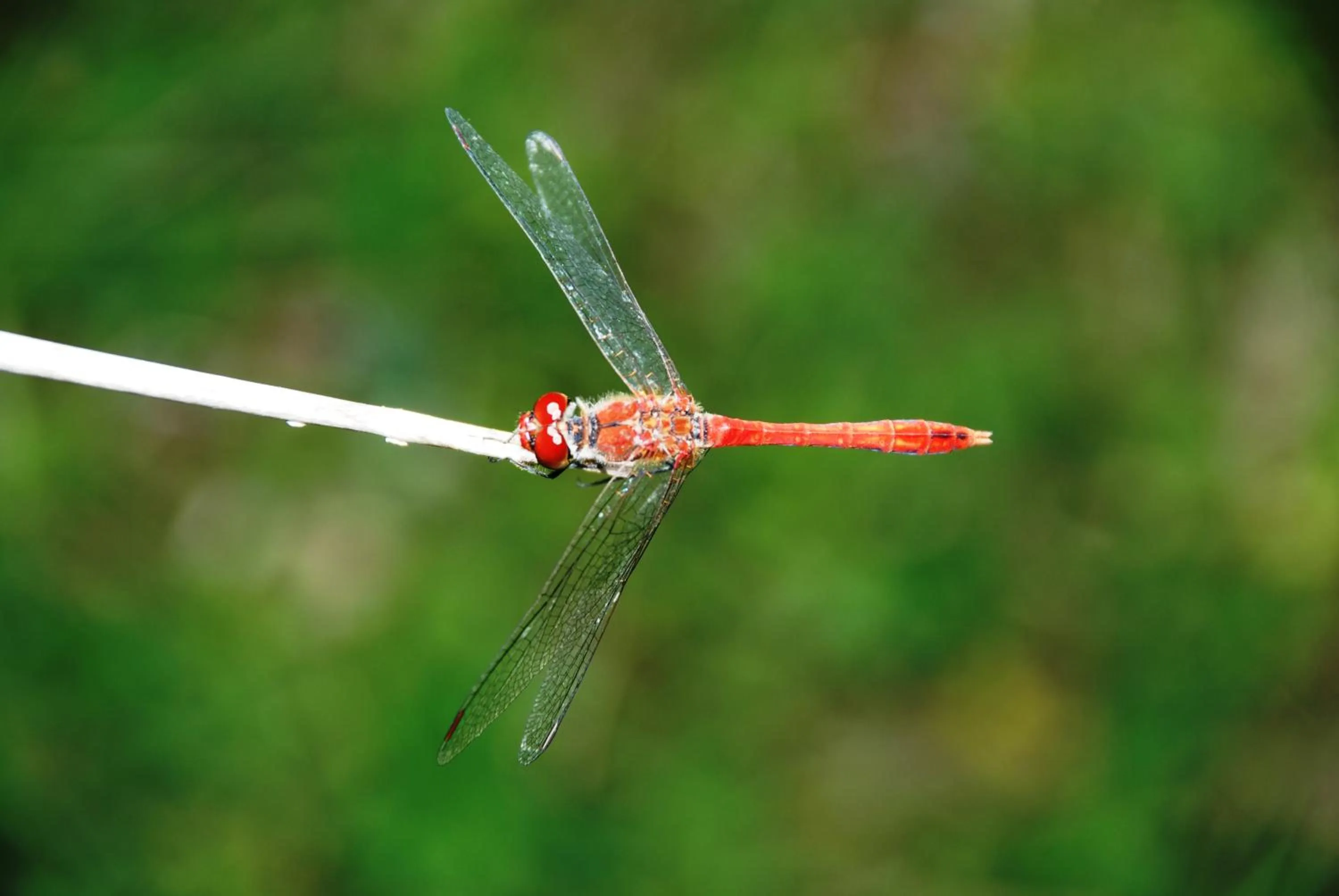 Le Mas De La Cigale Bleue, Caumont Sur Durance