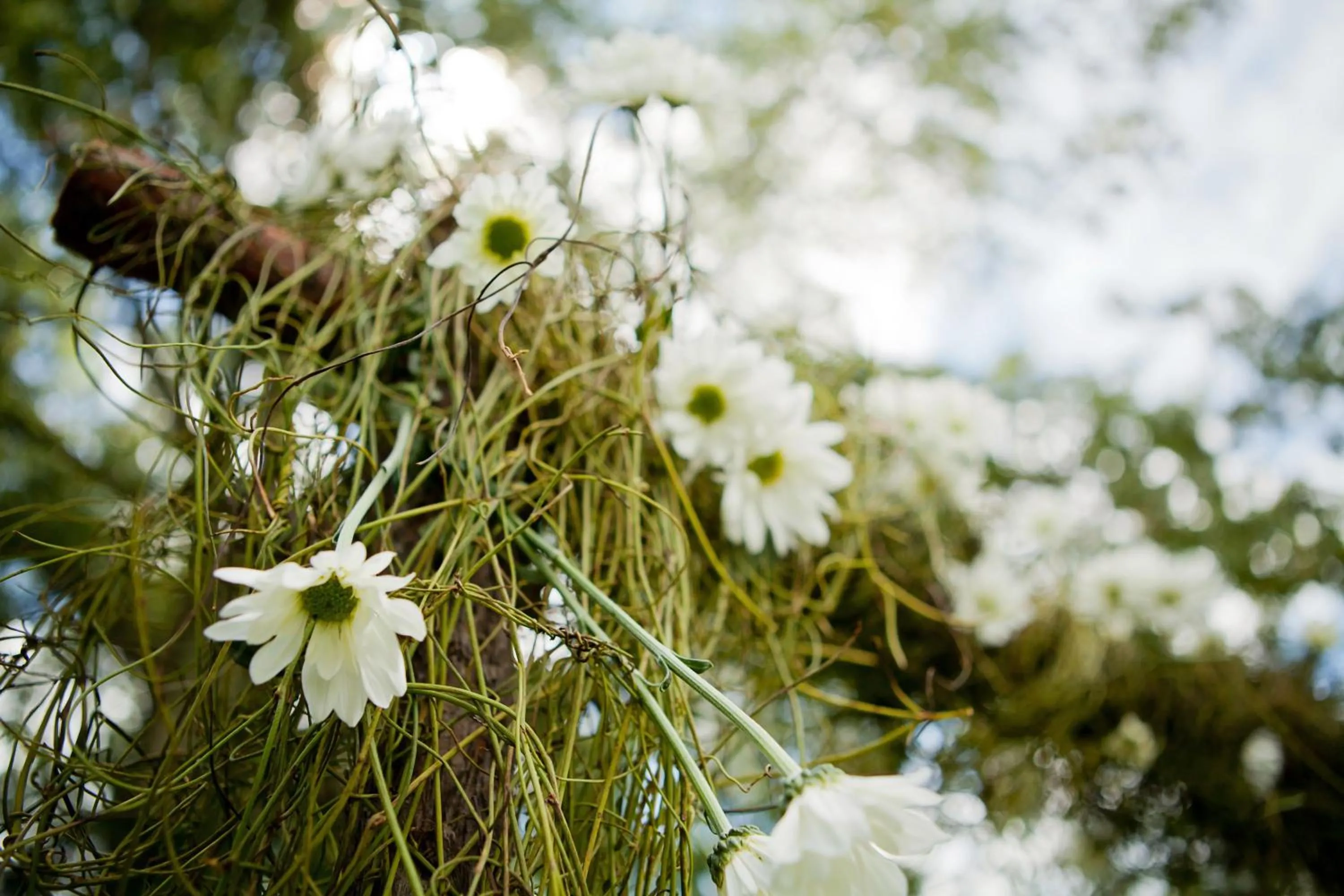 Garden in Peppers Manor House
