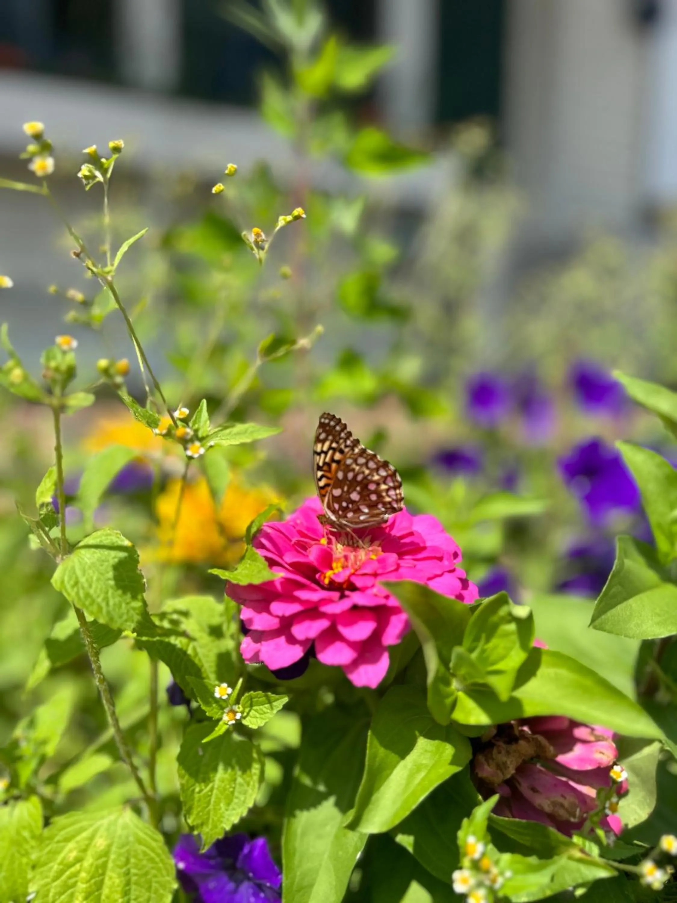 Garden in Golden Gables Inn