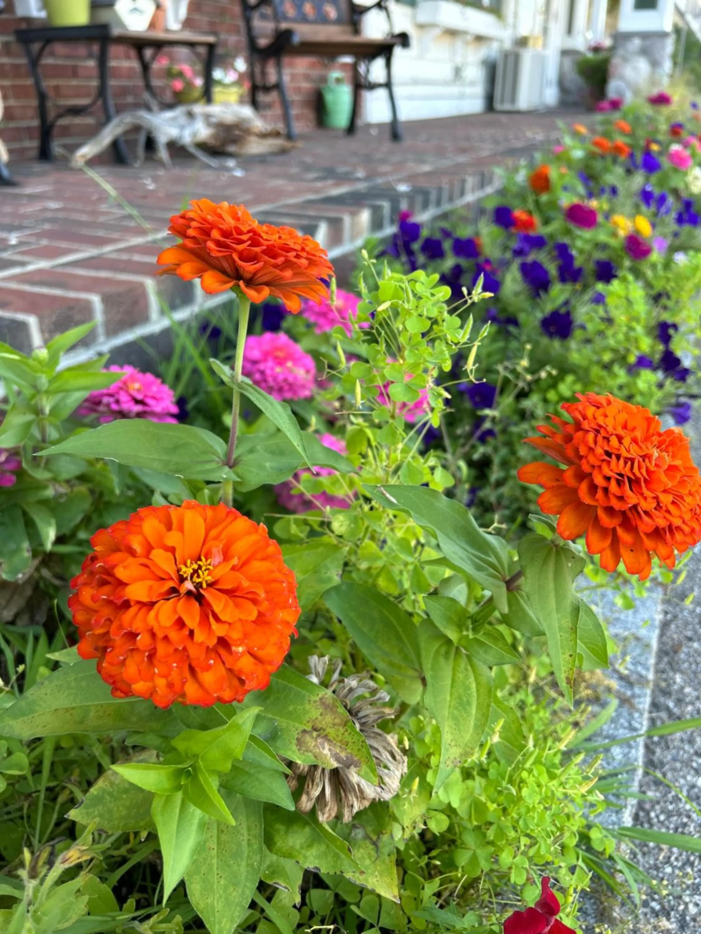 Garden in Golden Gables Inn