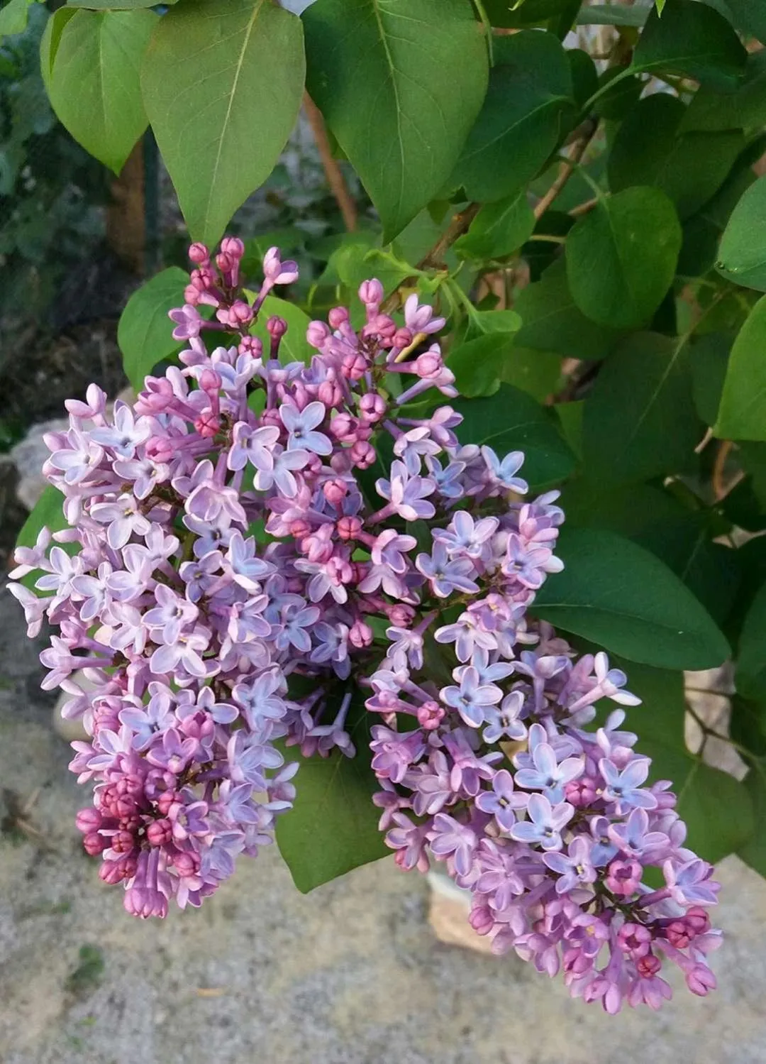 Property building in El Patio Andalú