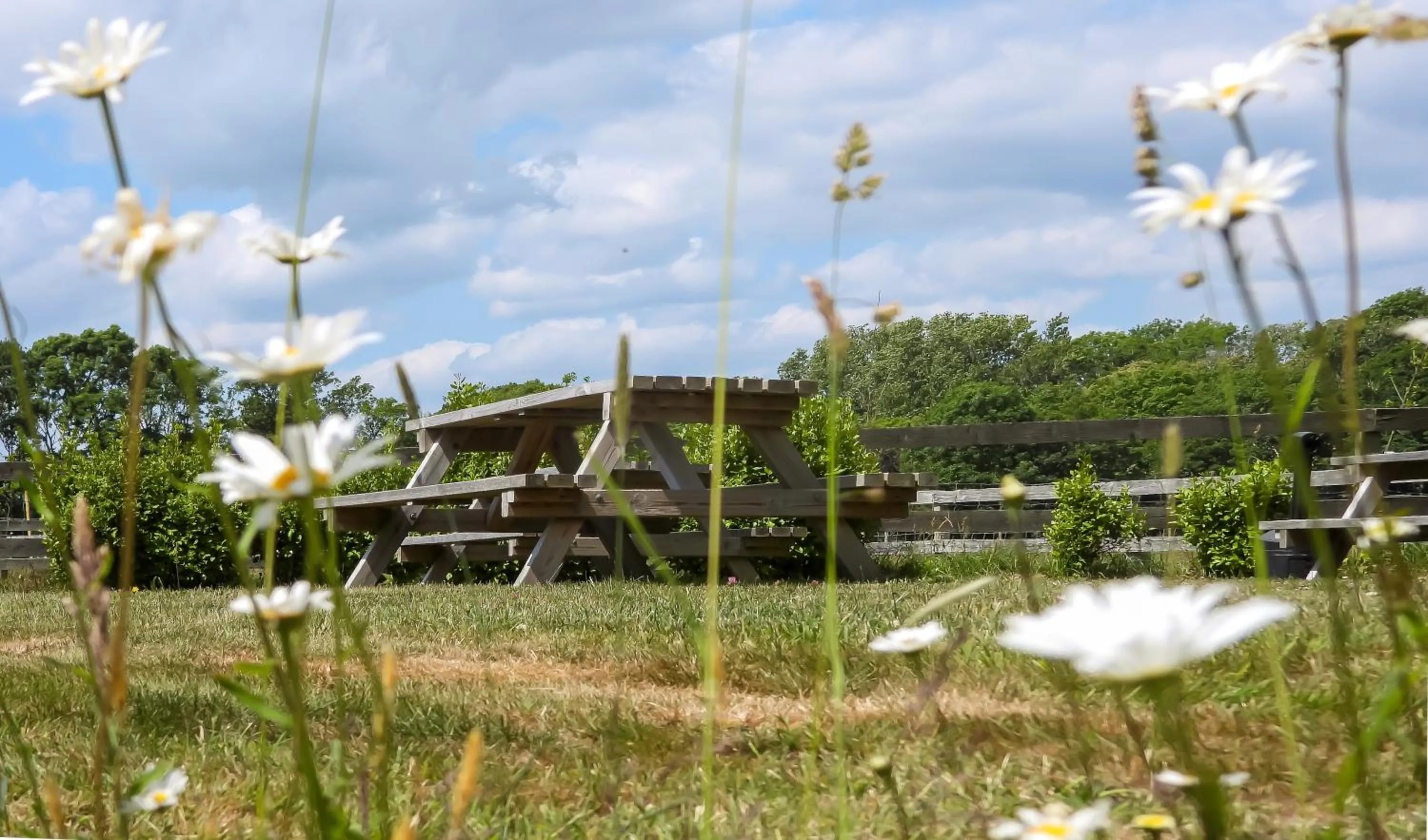 Garden in South Lawn Hotel