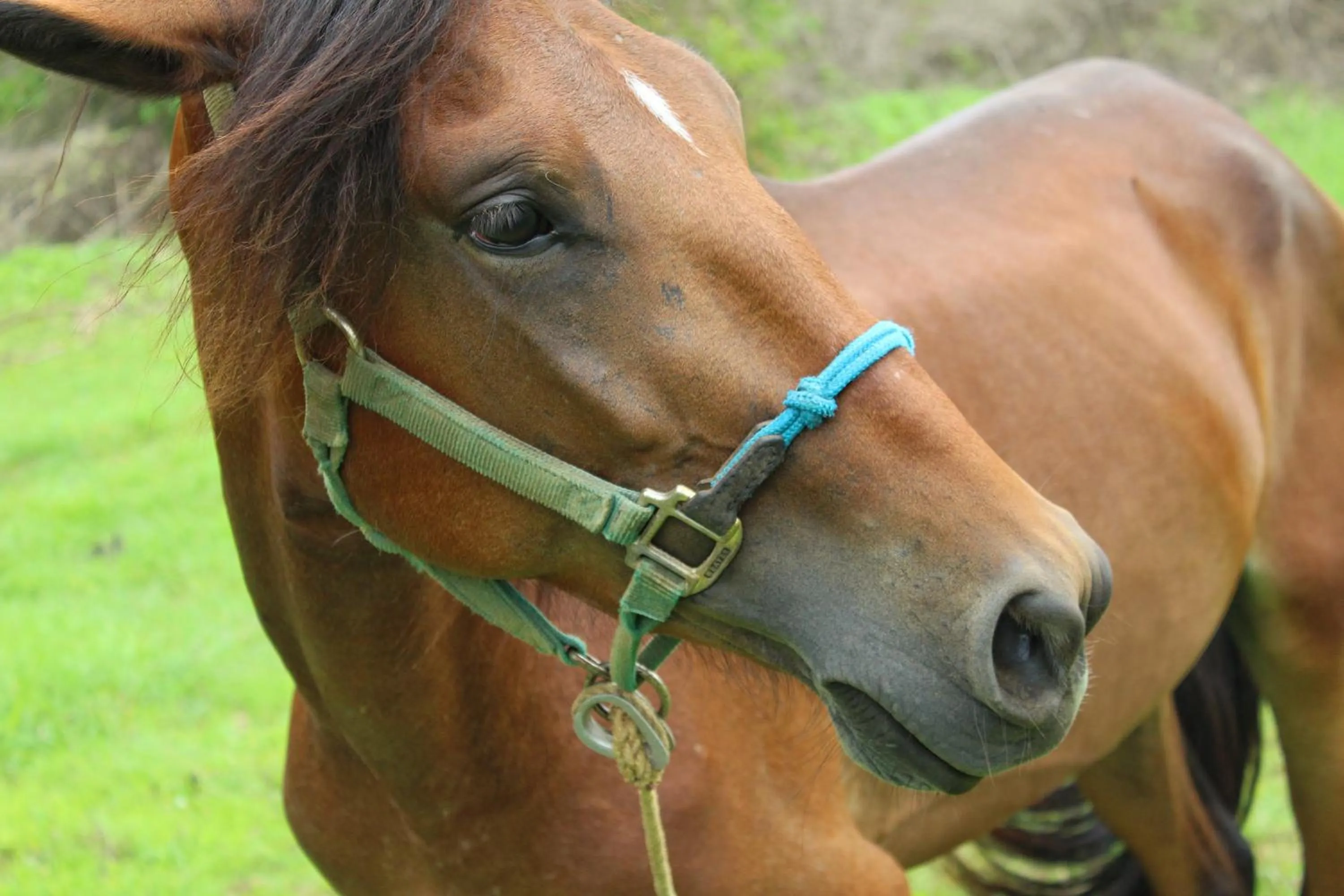 Horse-riding in Suite San Juan 135 Gran Pacifica Resort