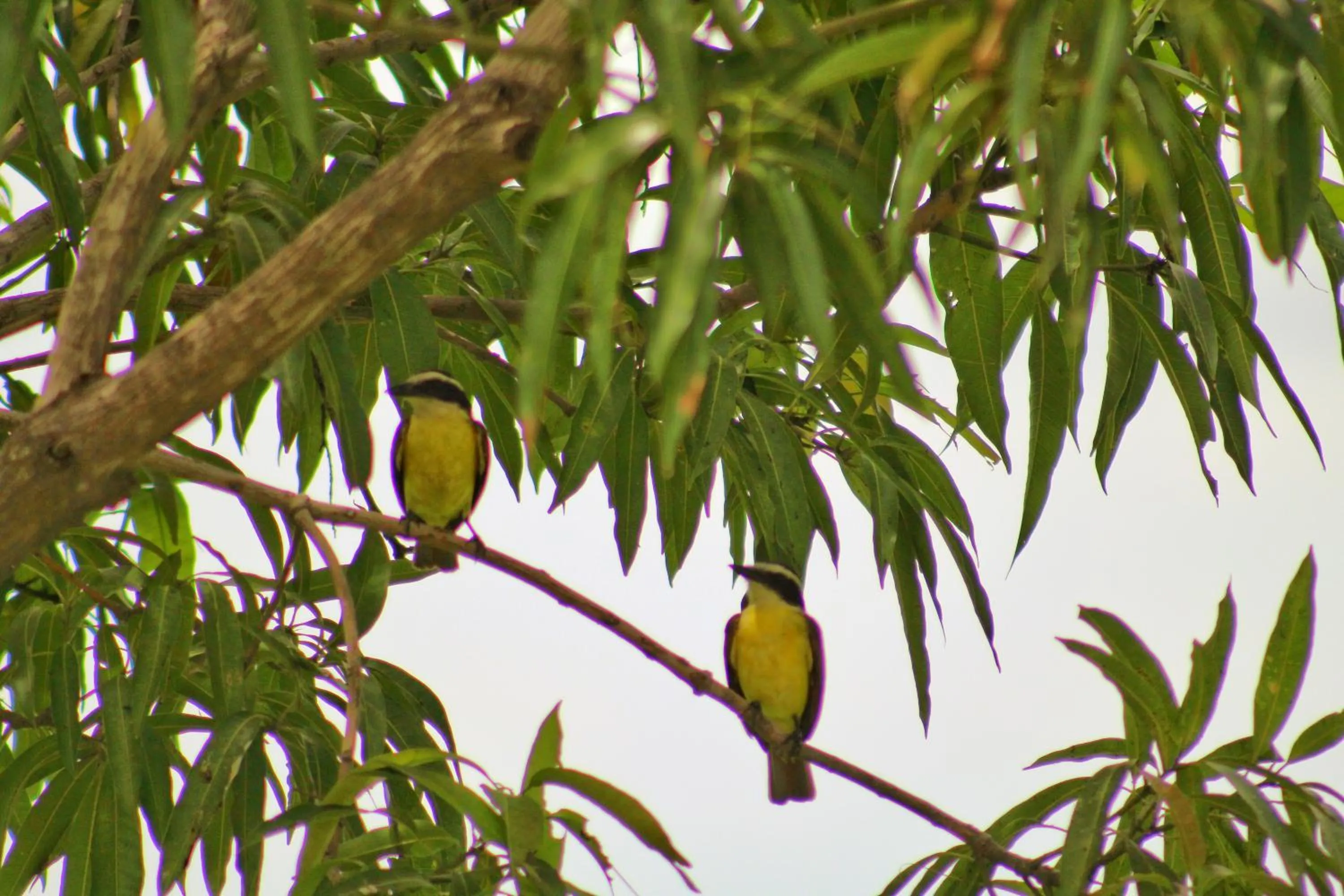 Property building in Suite San Juan 135 Gran Pacifica Resort
