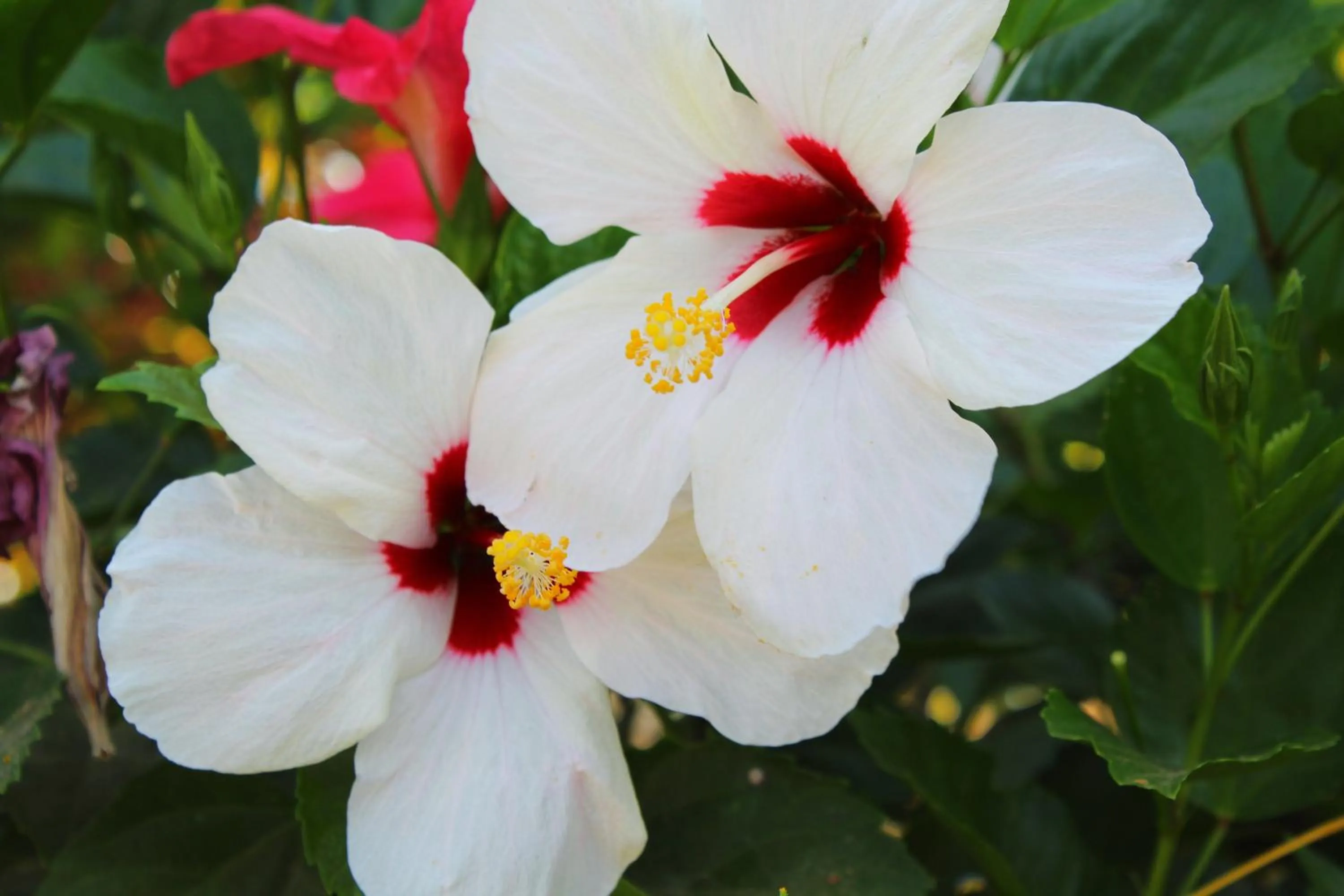 Property building in Suite San Juan 135 Gran Pacifica Resort