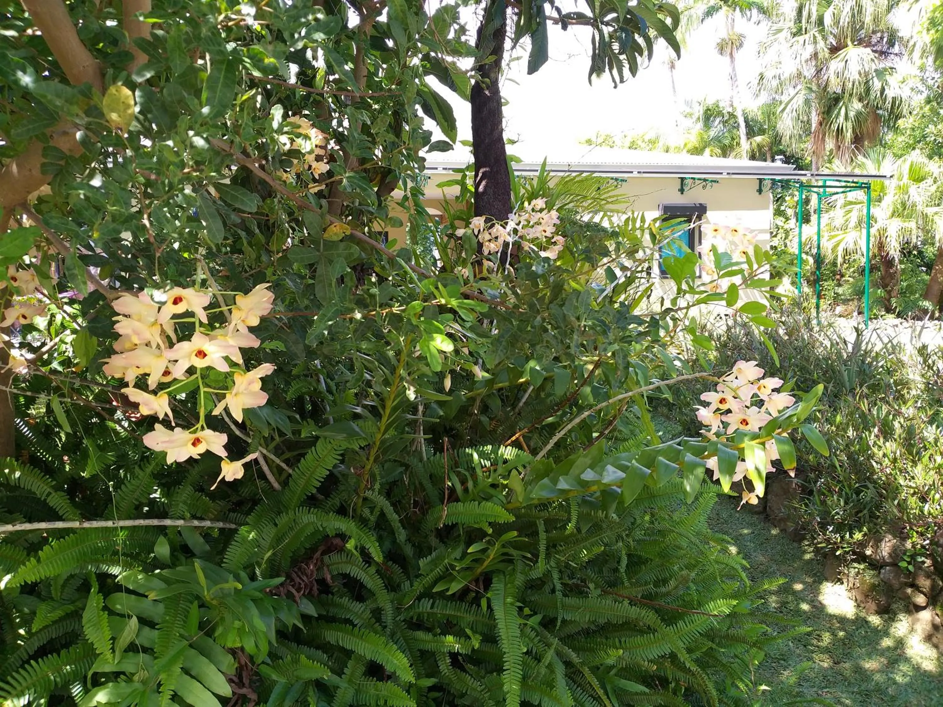 Poivre et Citronnelle