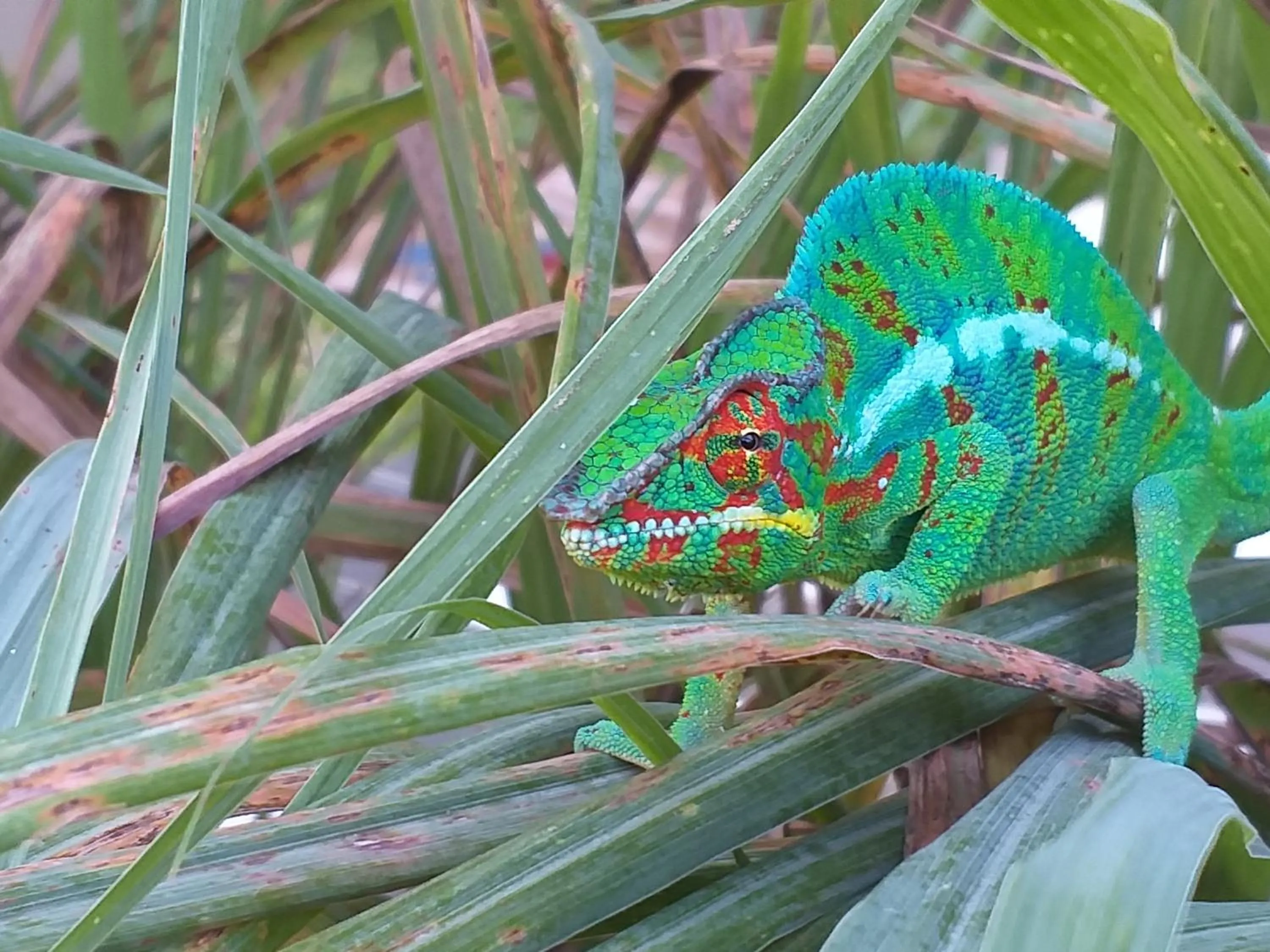 Poivre et Citronnelle