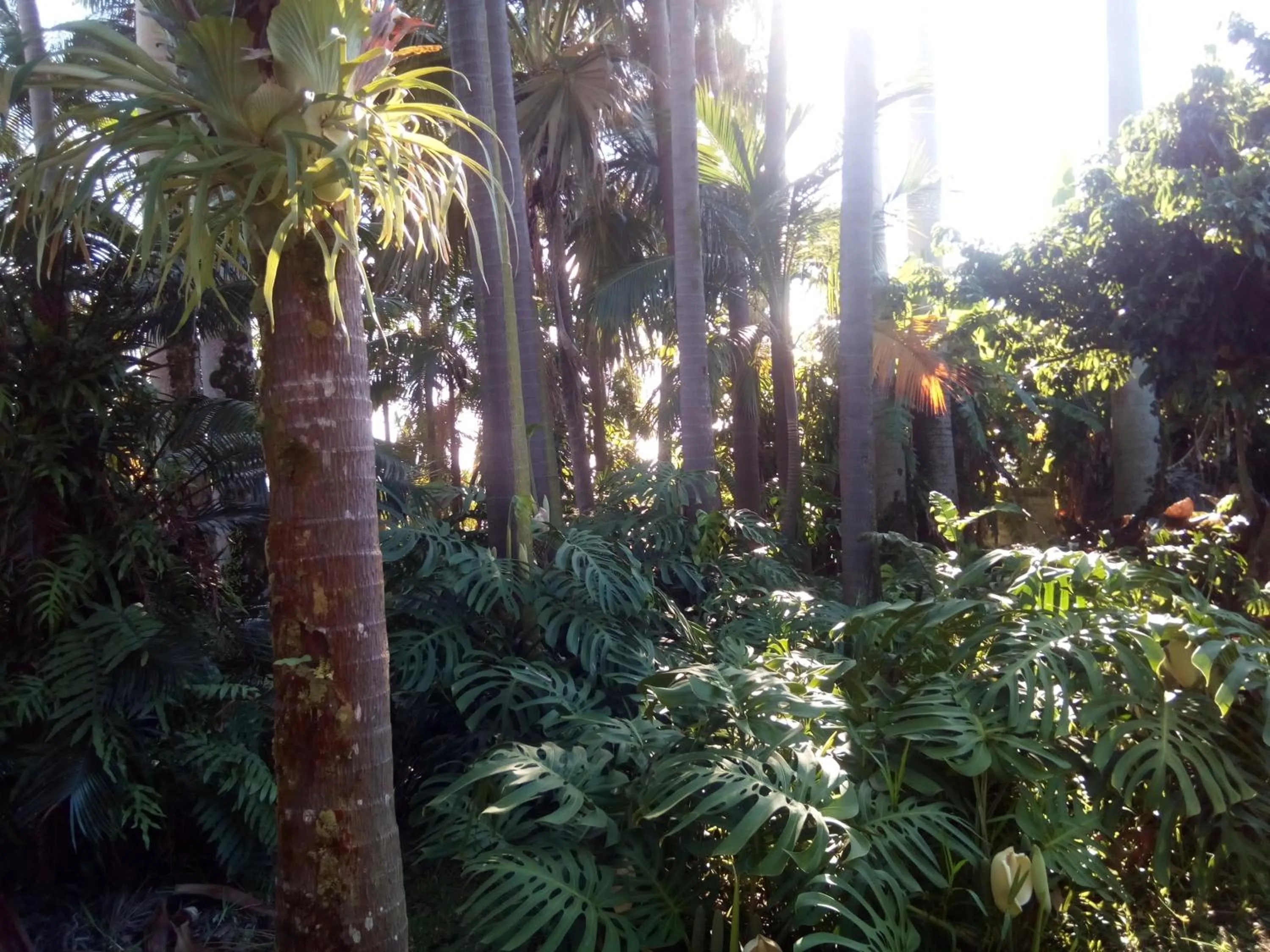 Garden in Poivre et Citronnelle