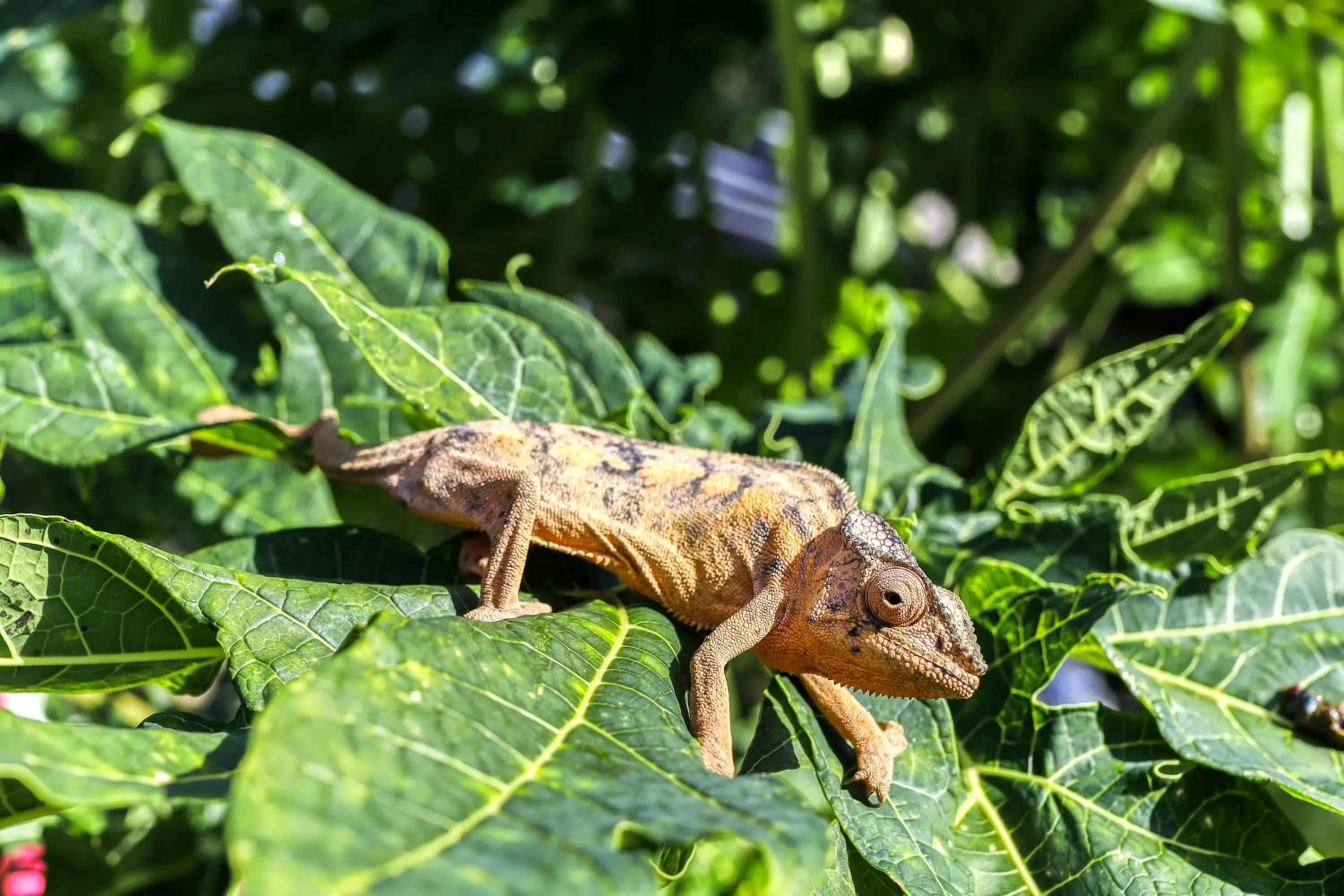 Poivre et Citronnelle