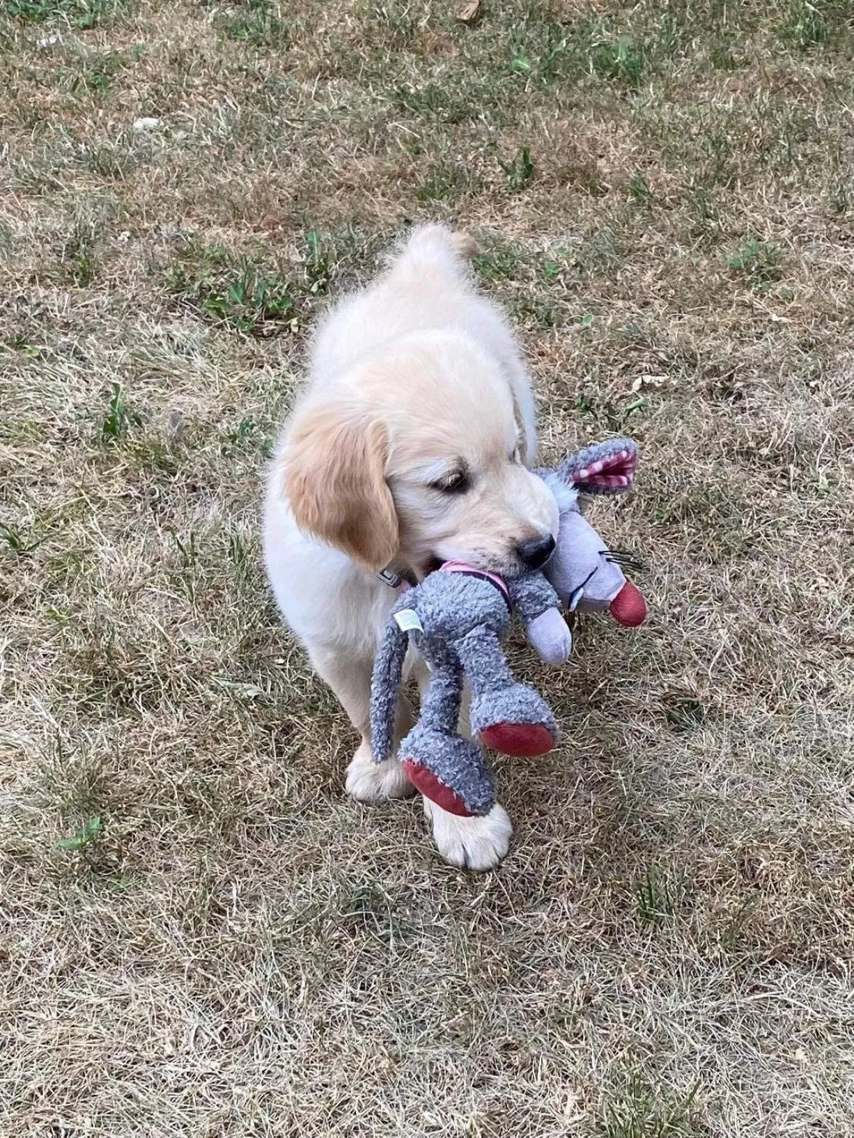 Pets in Demeure d'hôtes Les Irisynes