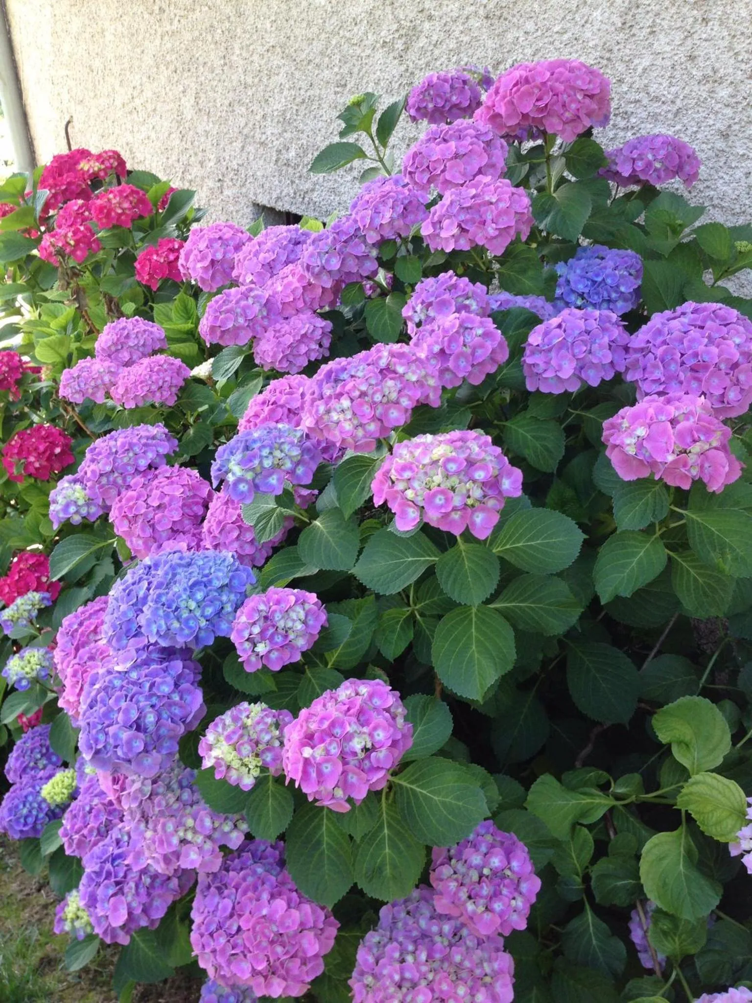 Garden in Demeure d'hôtes Les Irisynes